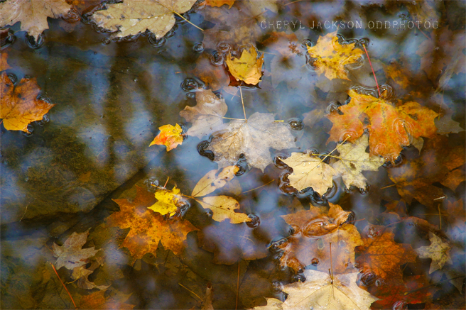 IMG_9175.png