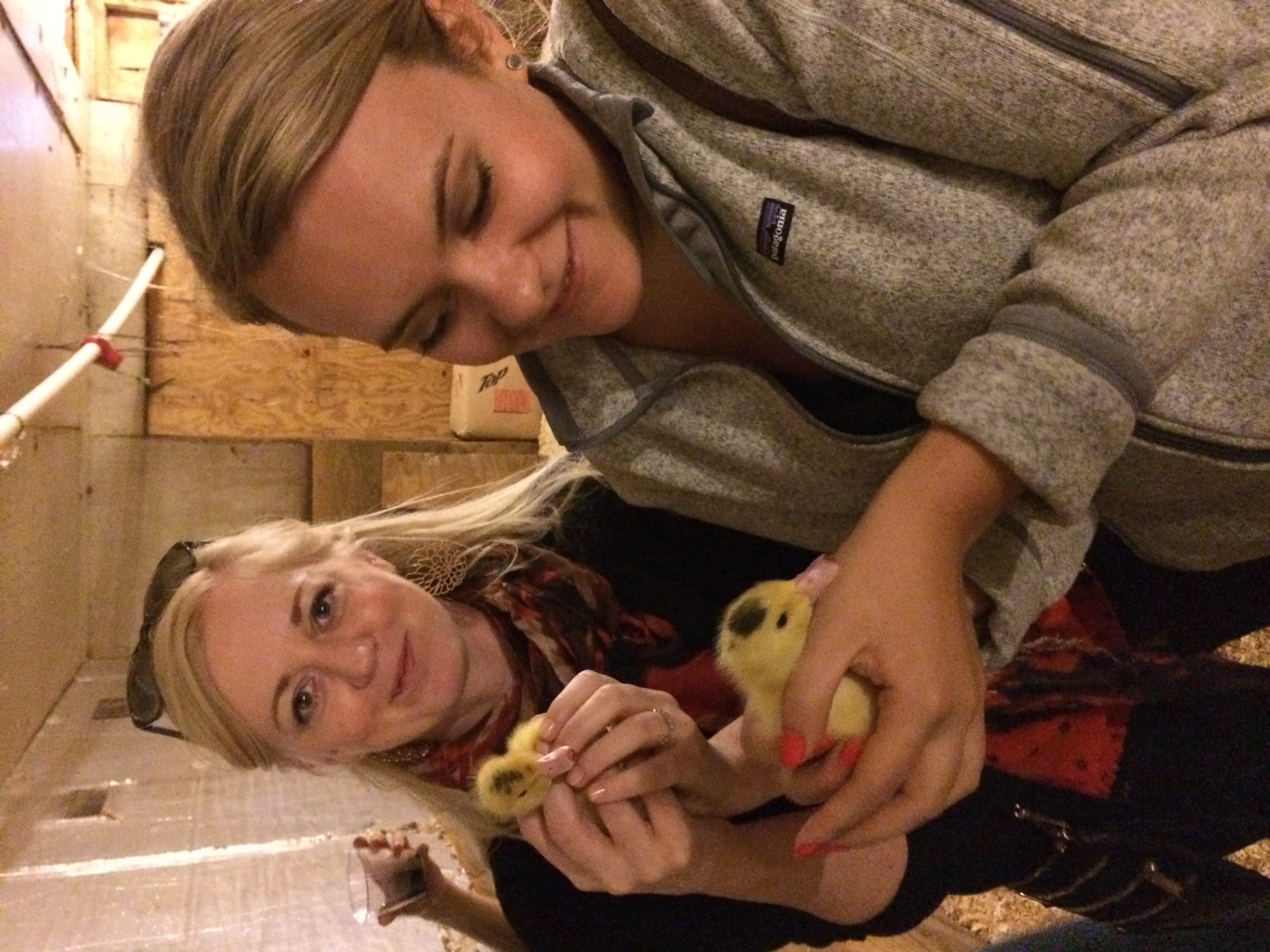 Marion and I holding five-day old chicks. Such sweet little things. Contrary to the picture, they are actually quite difficult to hold. Those wings flap with a vengeance. Even still, totally heavenly. 