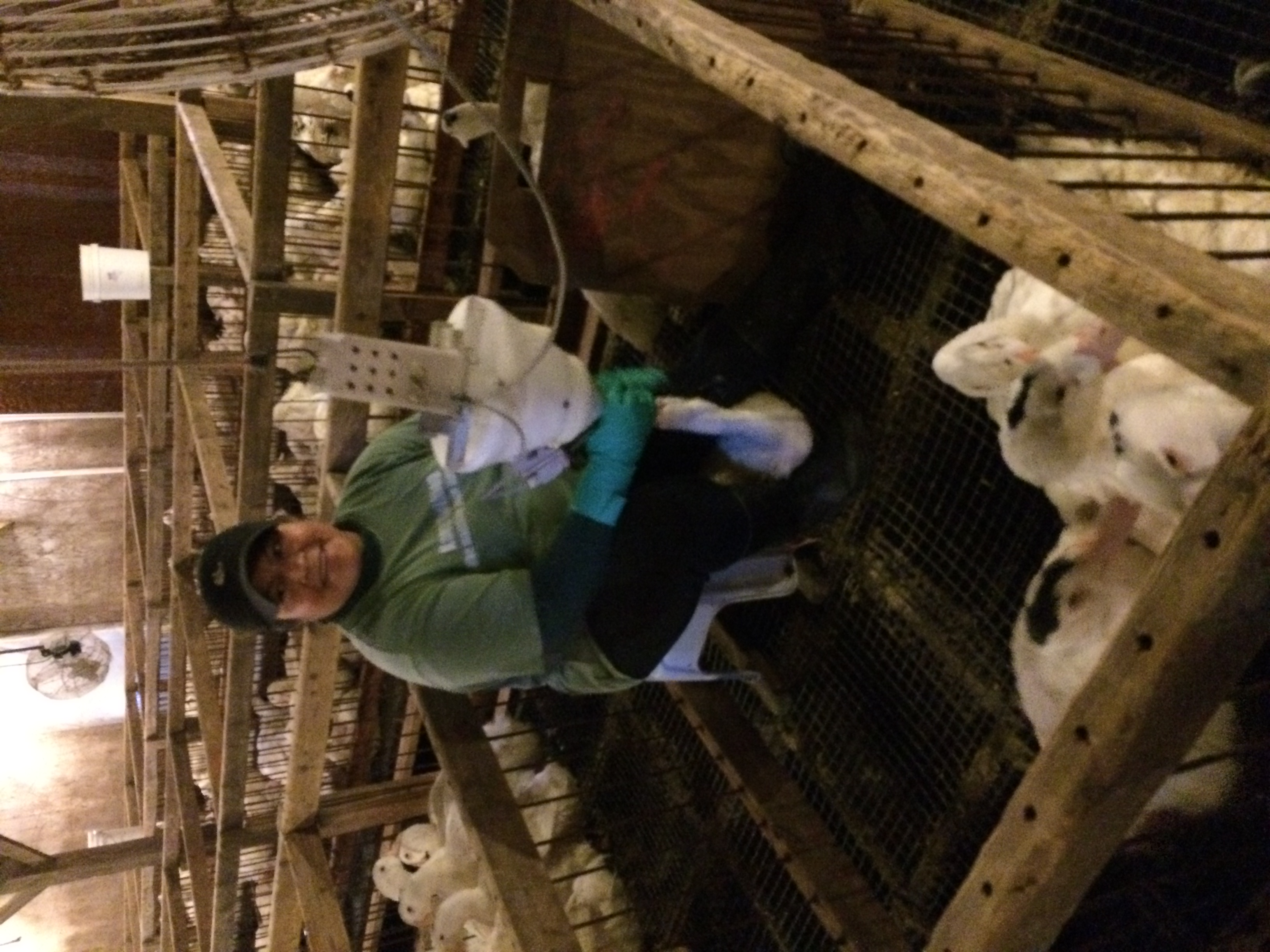 As the ducks are fed, their food is dropped (by gravity, not pressure) via funnel into the area at the base of their neck called a crop. This is the best method for delivering a precise amount of food into their natural food storage area. Before the feed, however, the feeder feels the esophagus of the duck. If there is feed left from the previous meal, the feeder skips the duck. 