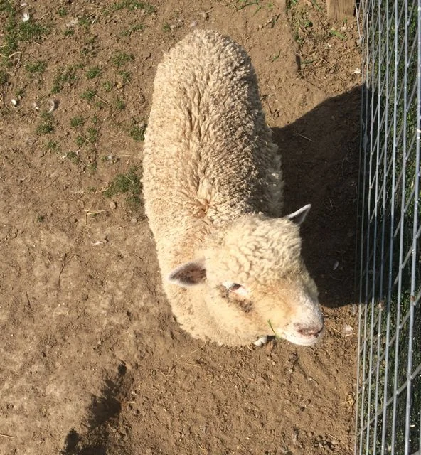 Hops in her new pen