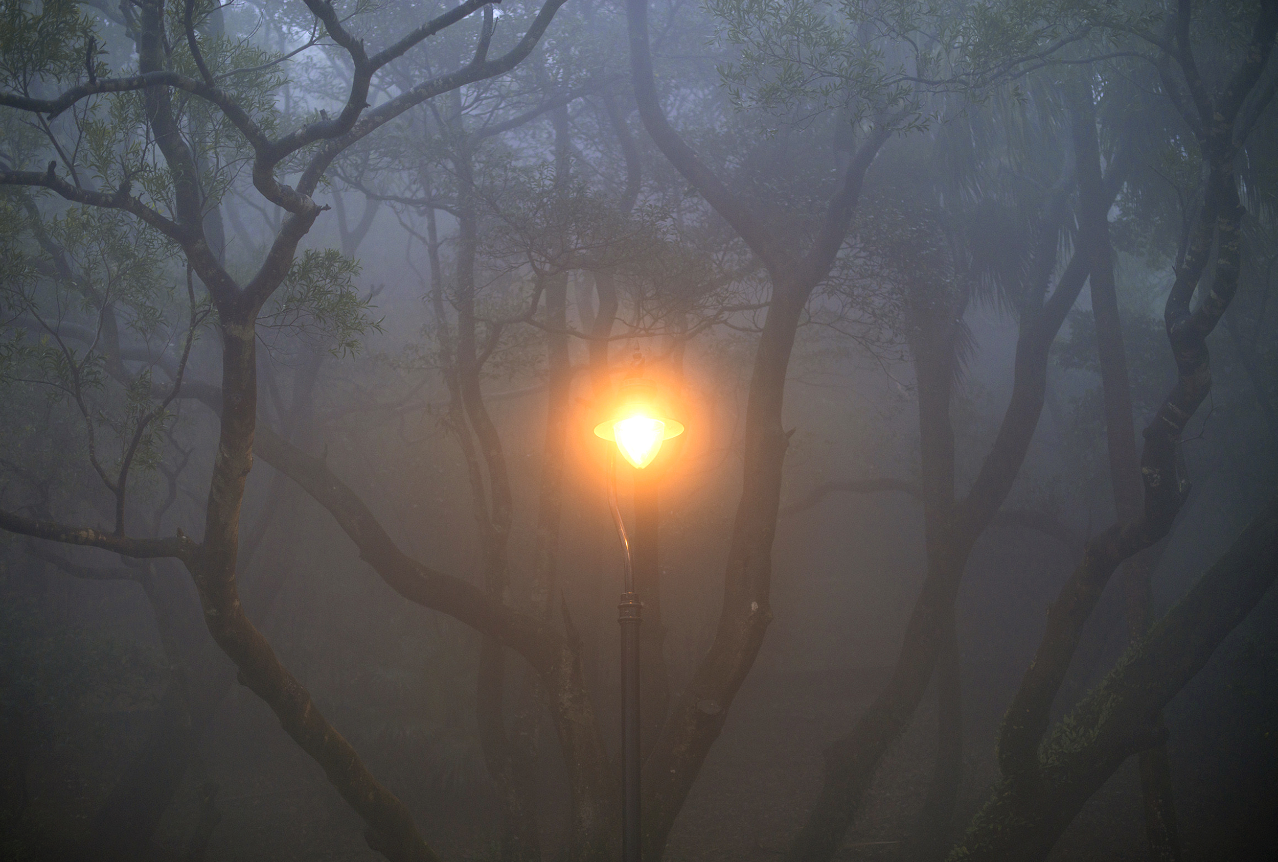 Street lamp in the woods