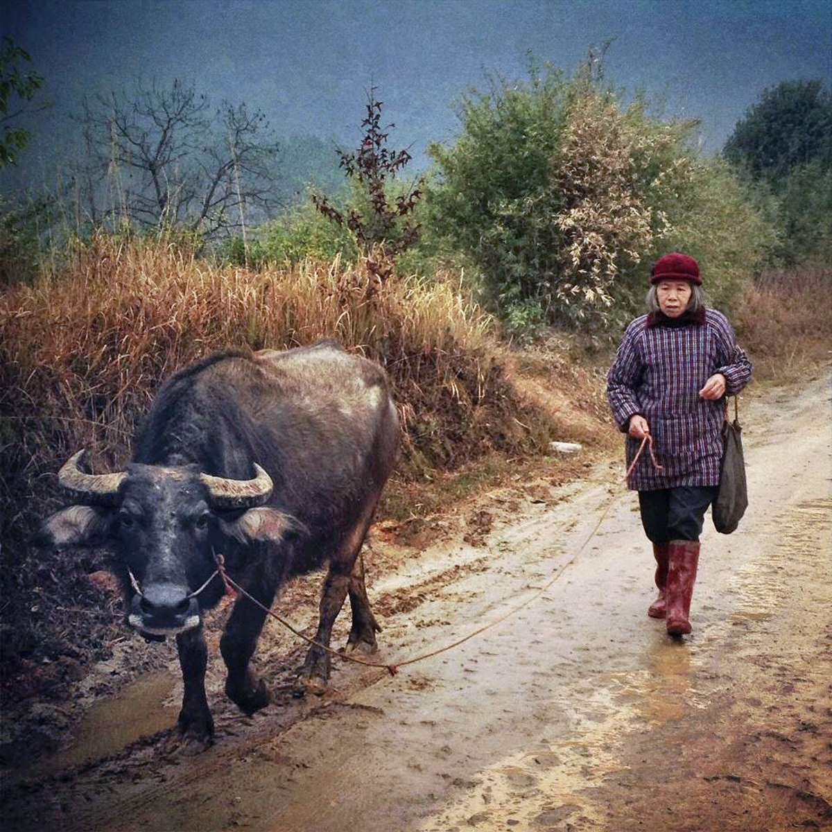 Walking the buffalo