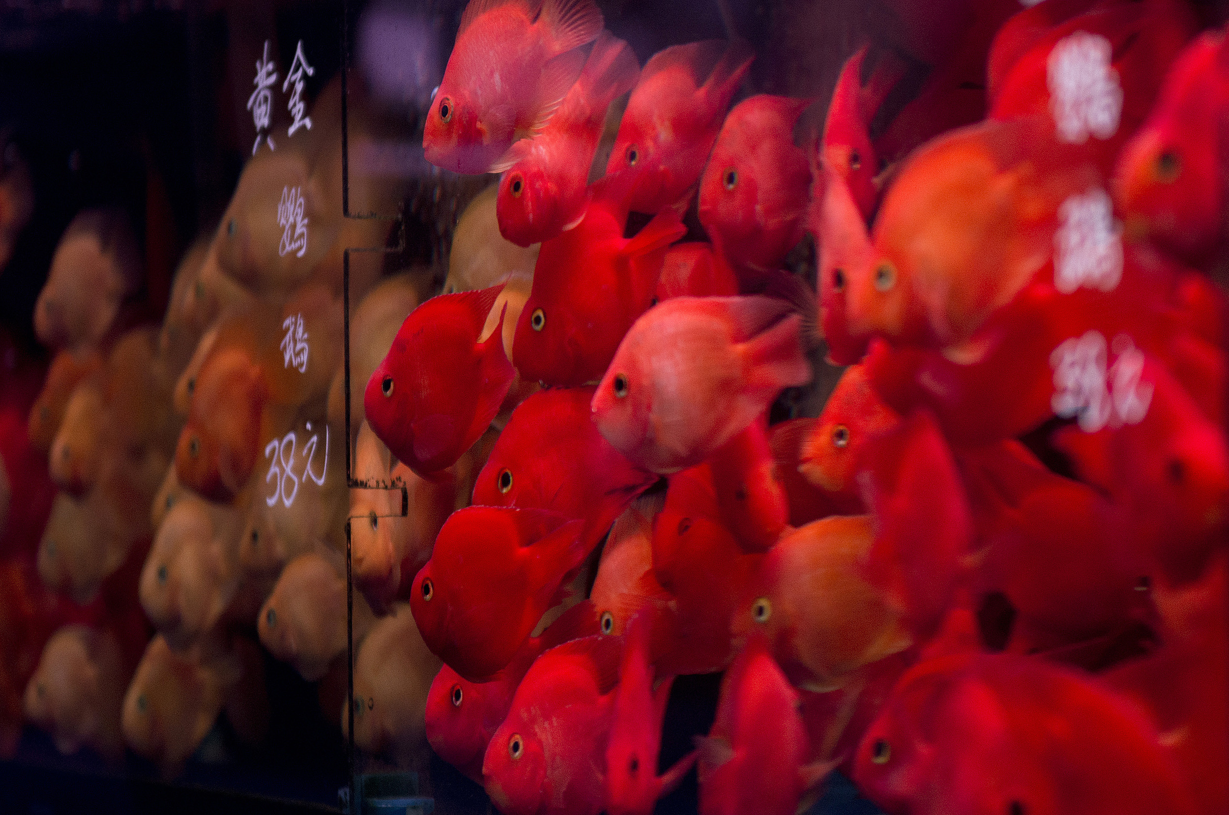 Goldfish market