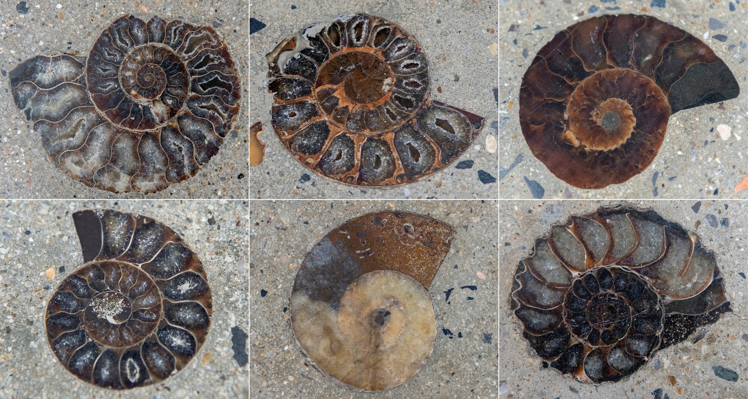 Ammonite fossils found outside shopping mall