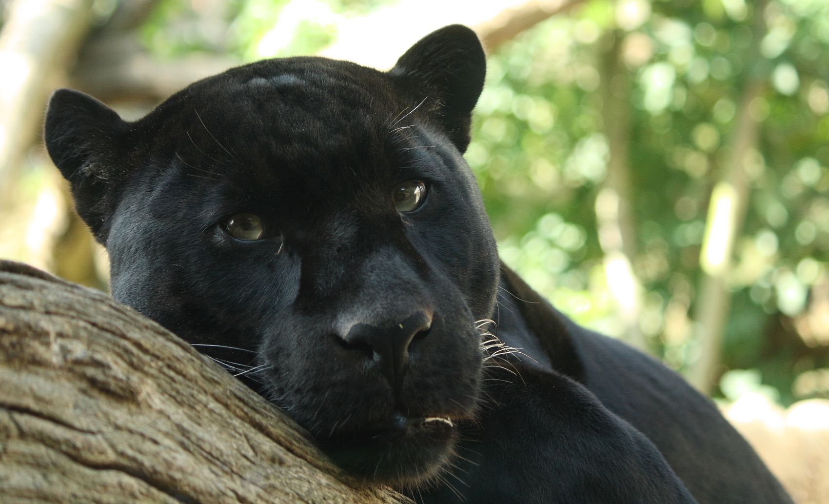 Panther Guitars has been CITES approved by the US Department of Plants and Wildlife. We have all the necessary CITES documentation for international shipping of instruments made 1n 2016 and before. Instruments made later may be shipped if they do not contain rosewood harvested after 2016. Some companies include paperwork stating the date of the harvest of the wood for this reason. Gibson so far, does not. Richlite boards are one solution to the newer 2017/2018 models for international export. Please note that none of this applies to domestic shipments. Thank you. Photo by Bruce J. McAdam.