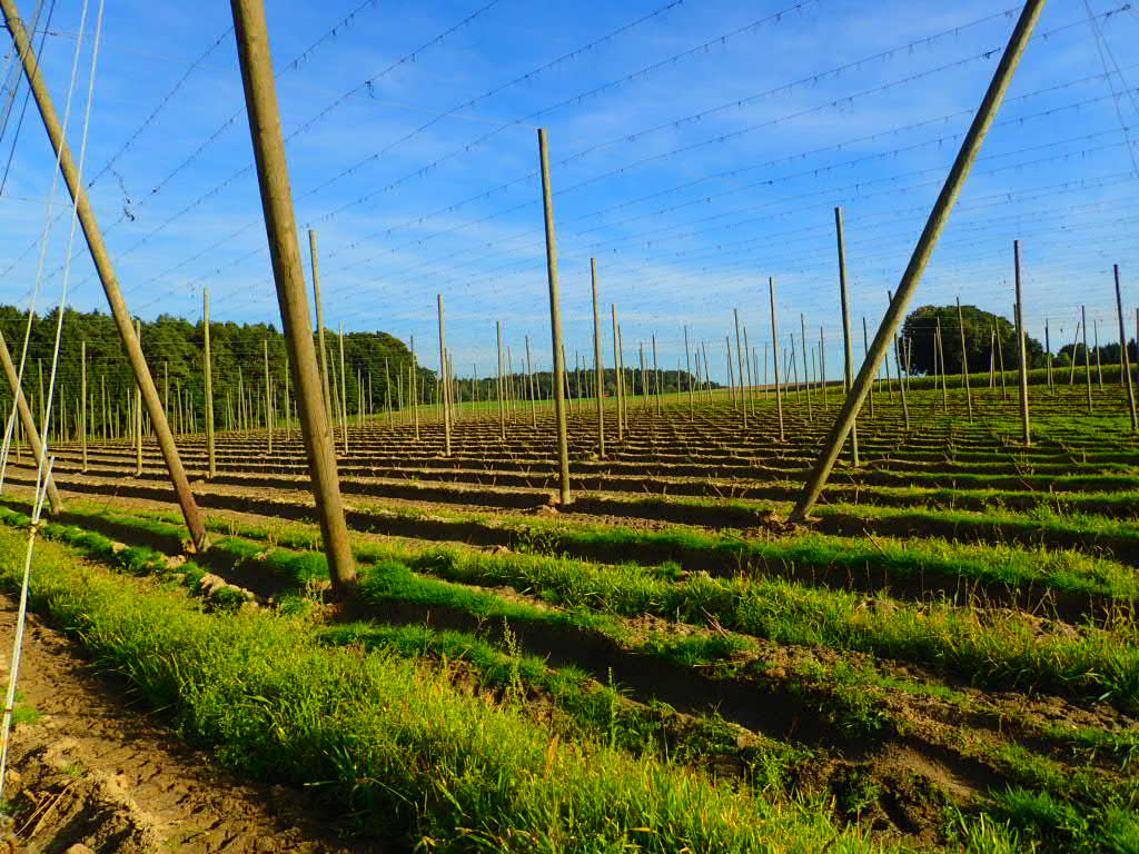31 - Hops fields all over Rohr and that area.jpg