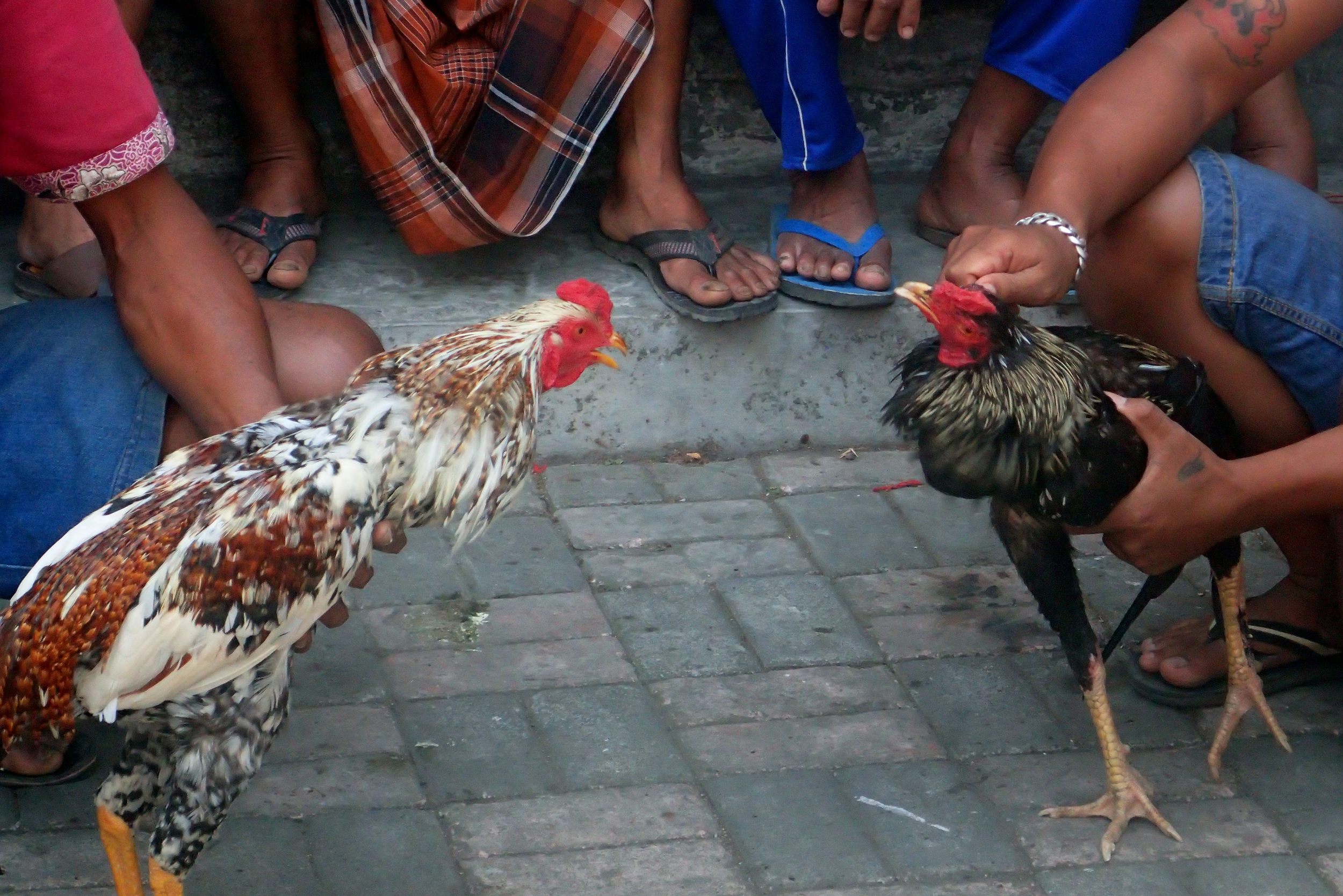 The Bali Bible  Stick Fighting