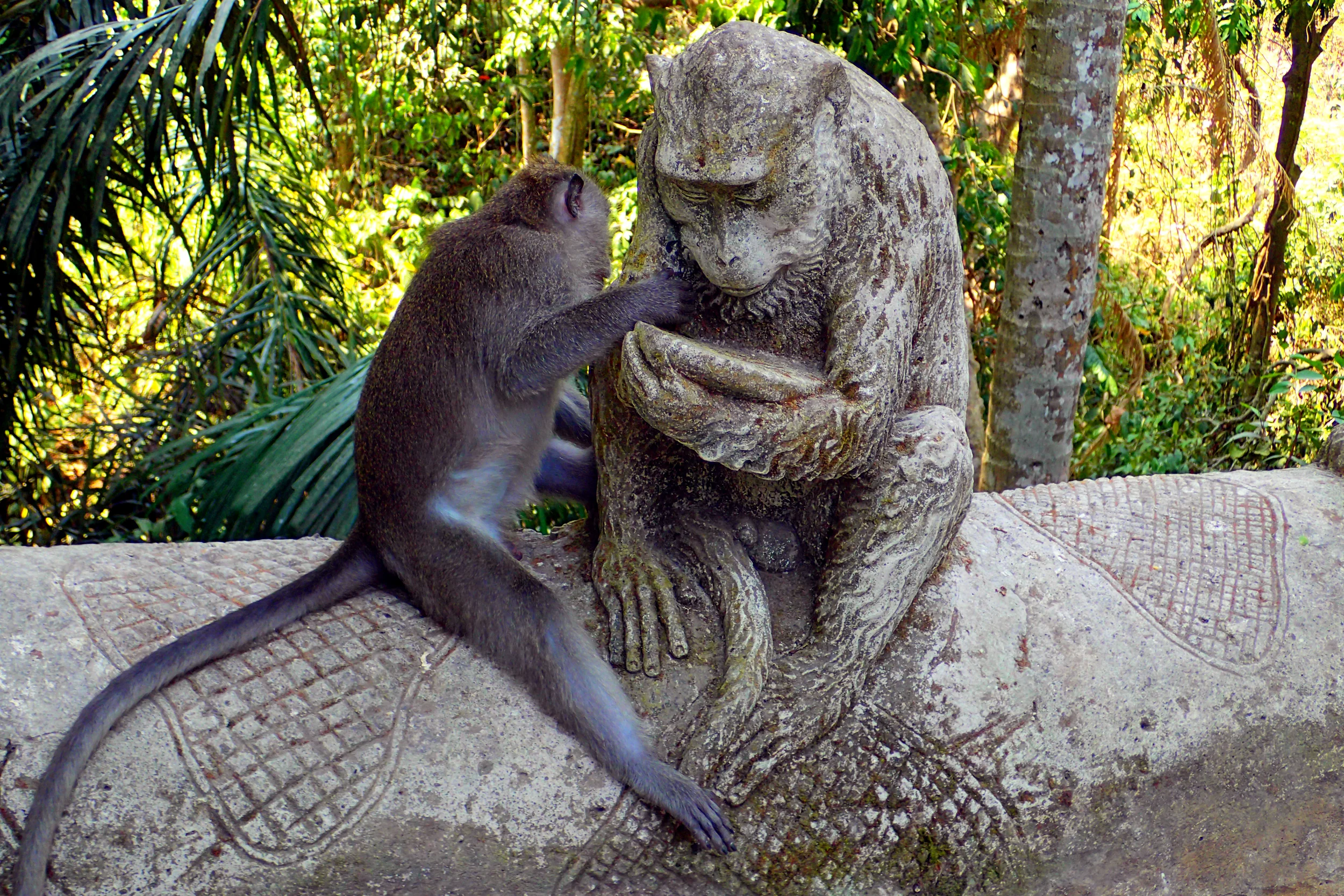Monkey Forest Road in Ubud: Ethics and safety with wild monkeys