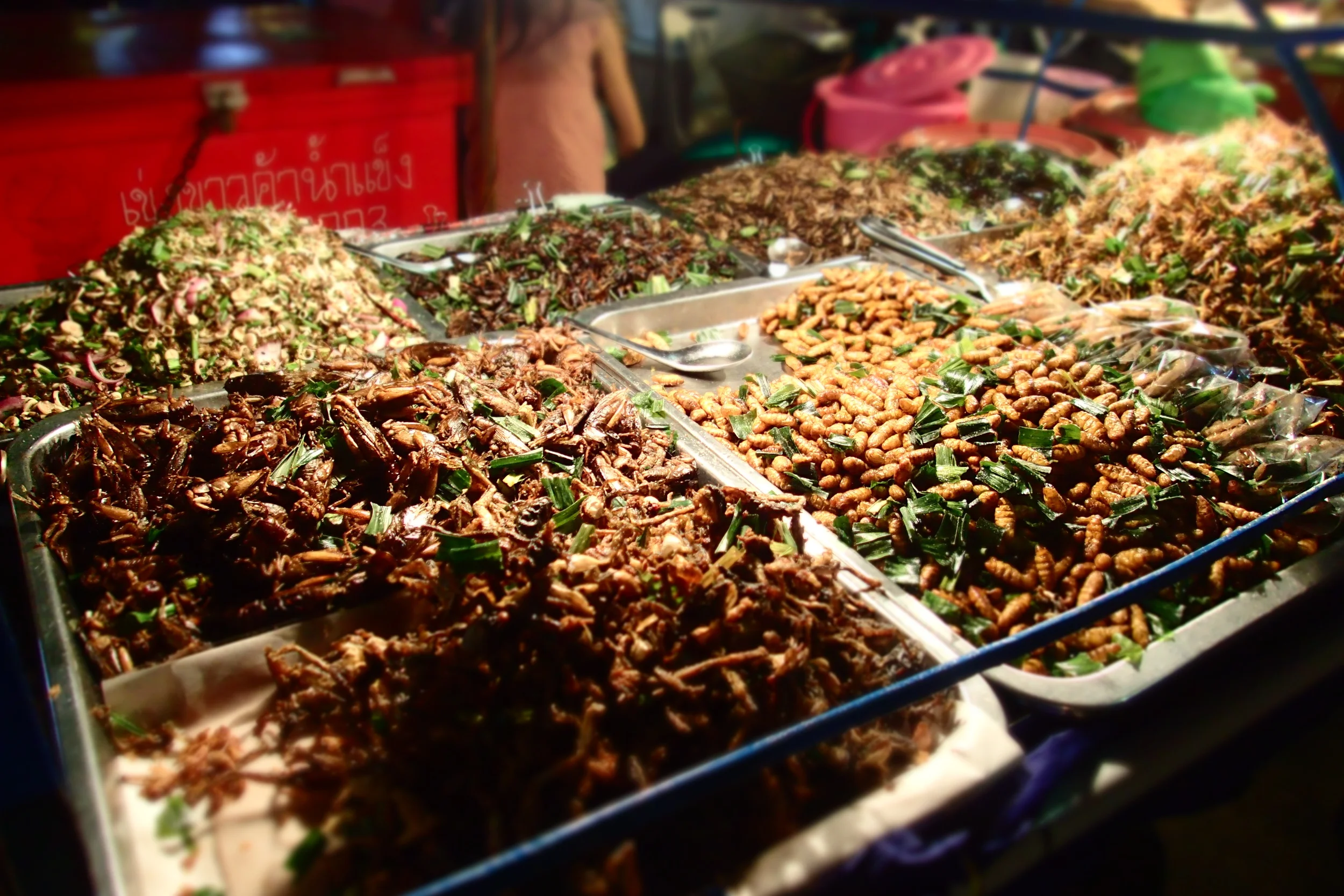 The story of Jimmy and eating bugs with Thai locals in Pai