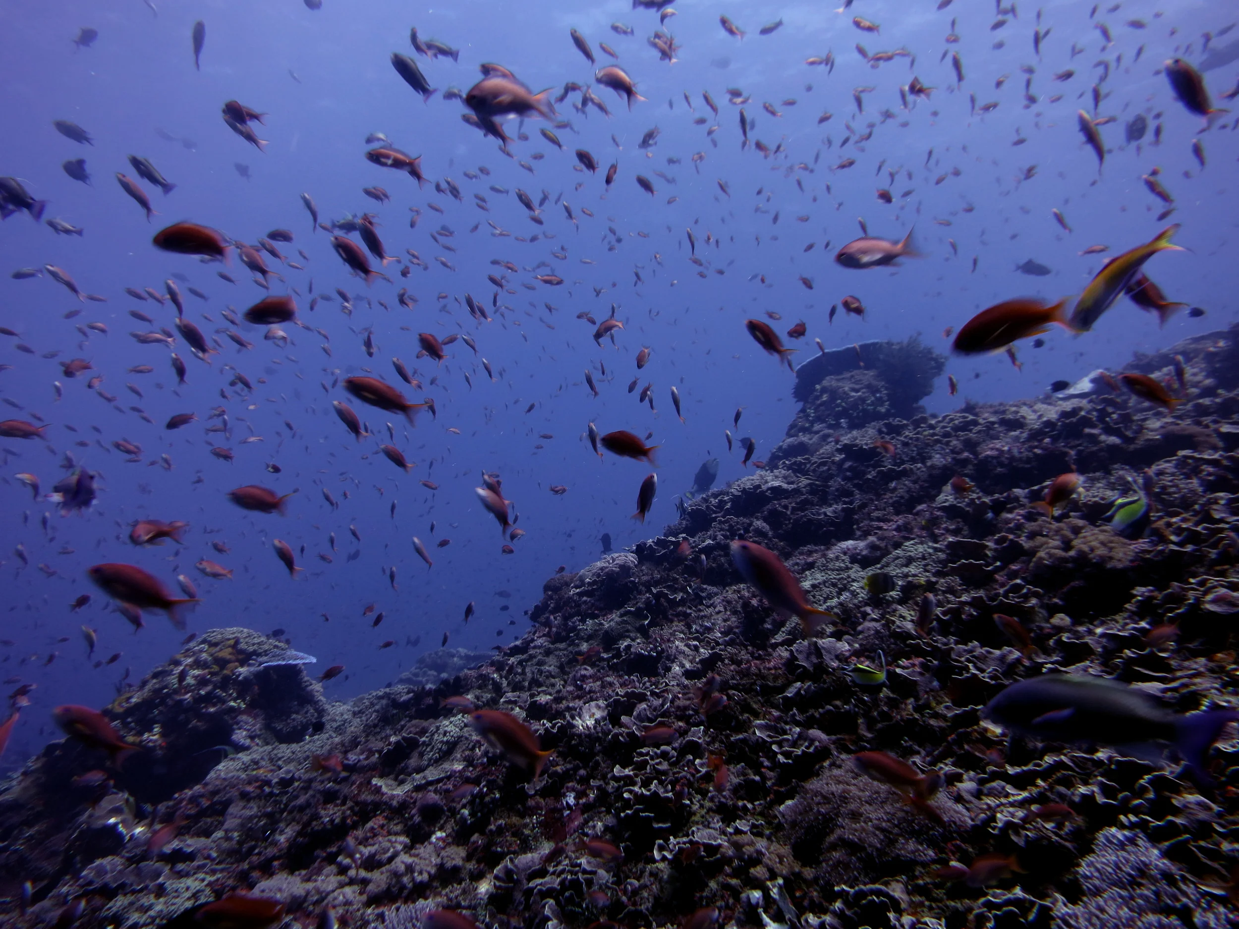 Battling the current while diving Nusa Lembongan in Bali Indonesia
