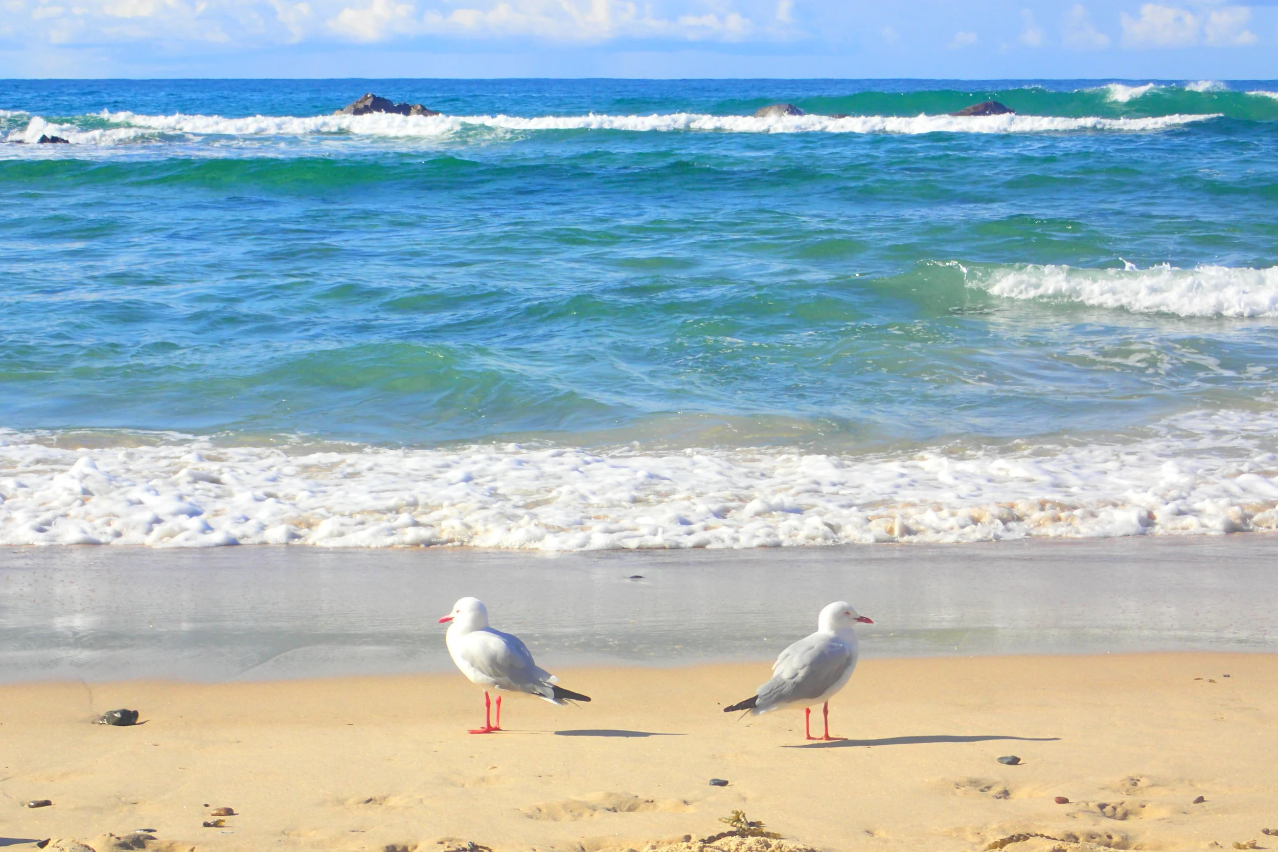 Sydney to Brisbane road trip: Beaches, dolphins, and a big banana