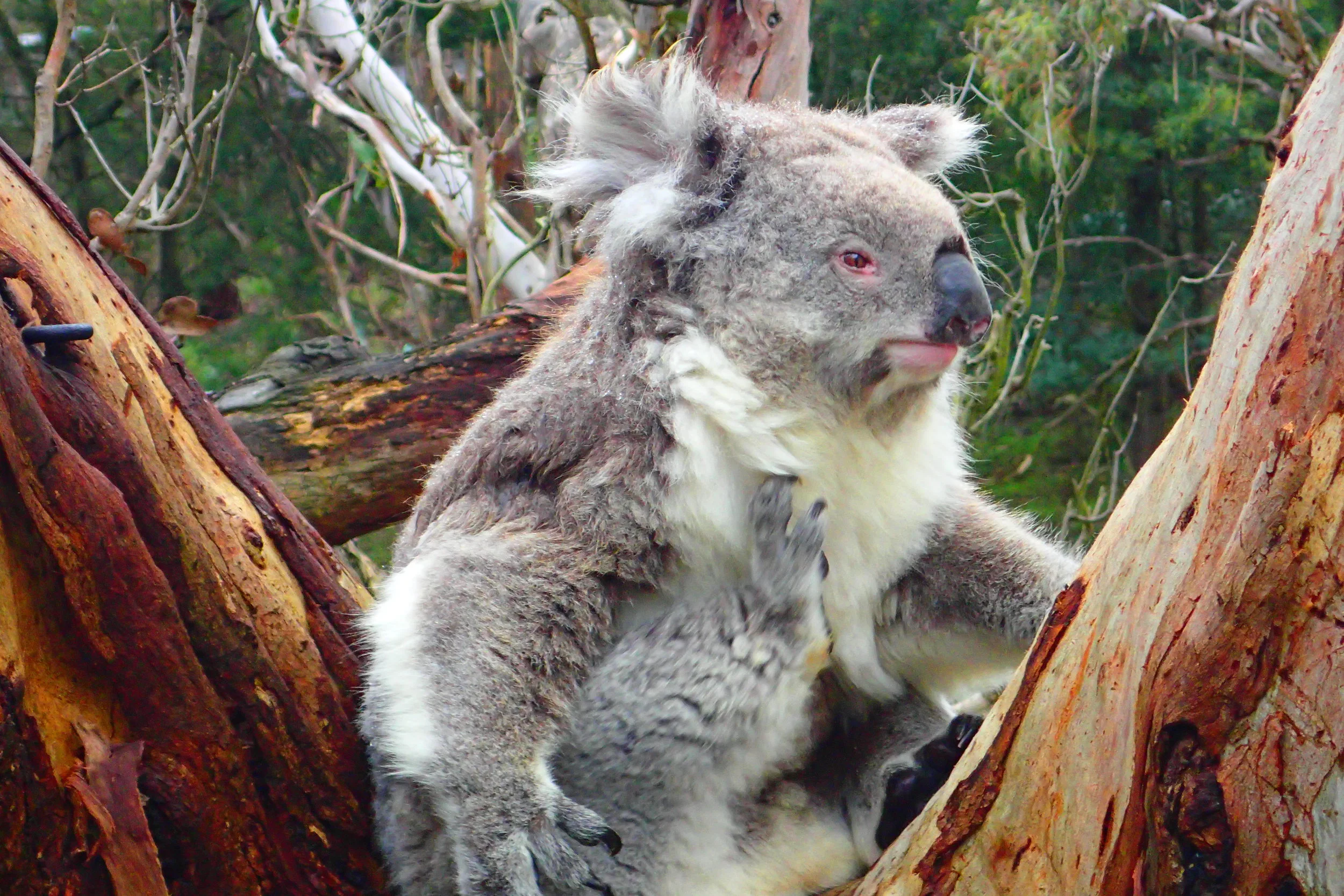 Wildlife of Phillip Island, Victoria: Penguins, koalas, & wallabies