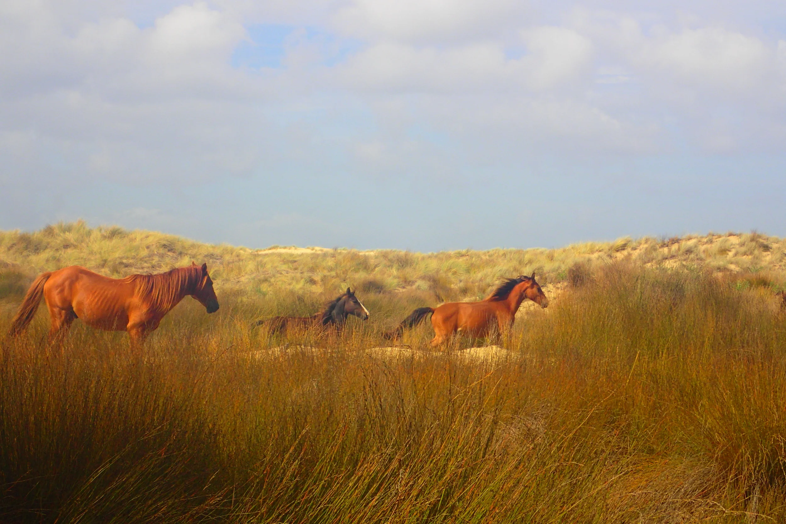 Wild horse tracking in Te Aupouri Forest of New Zealand