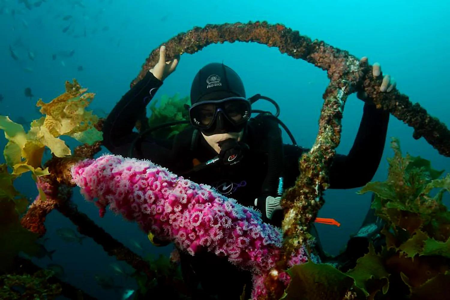 SCUBA diving a ship wreck in the Bay of Islands, New Zealand
