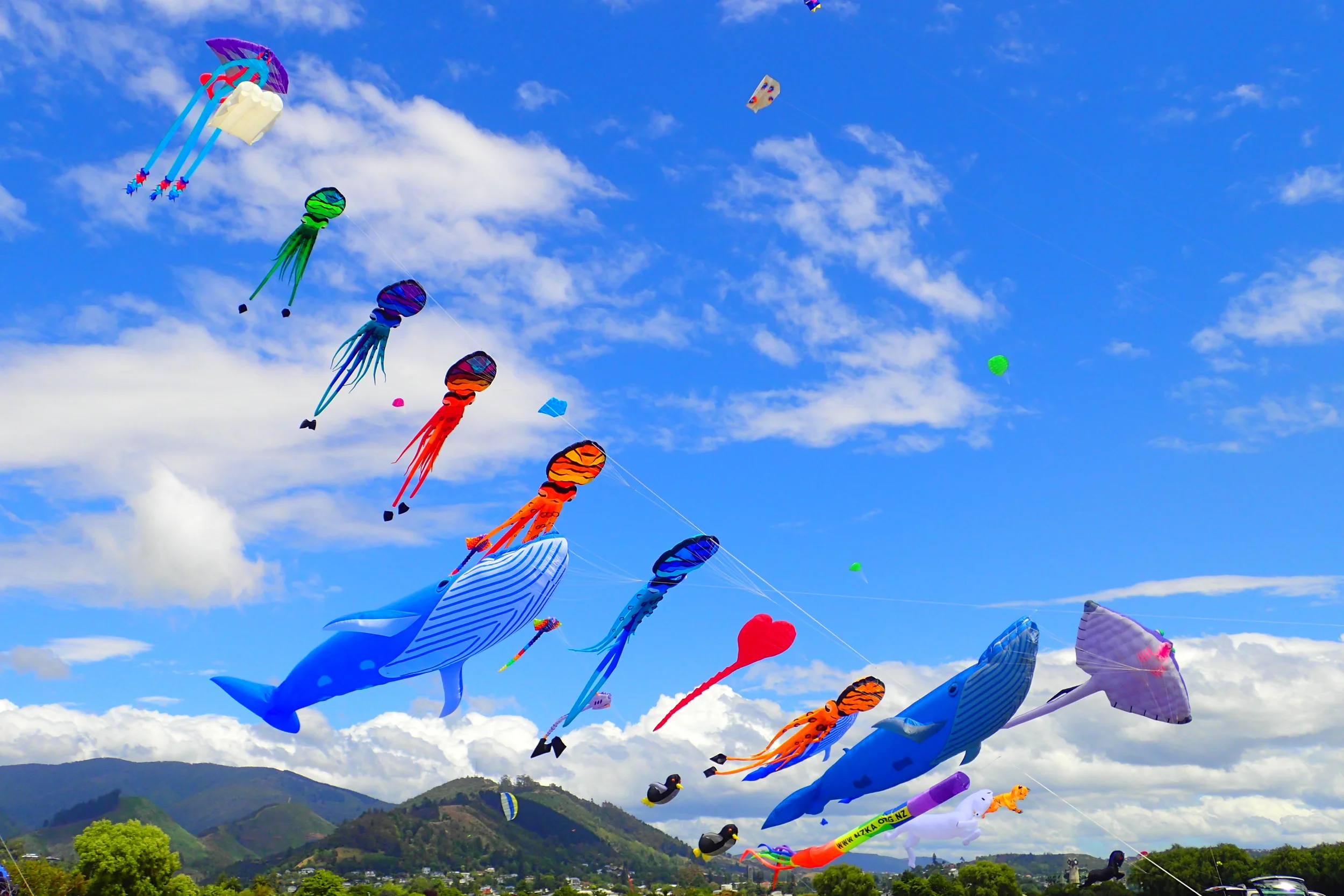 Frogger visits Nelson: Flying sea animals and the geographical center of New Zealand