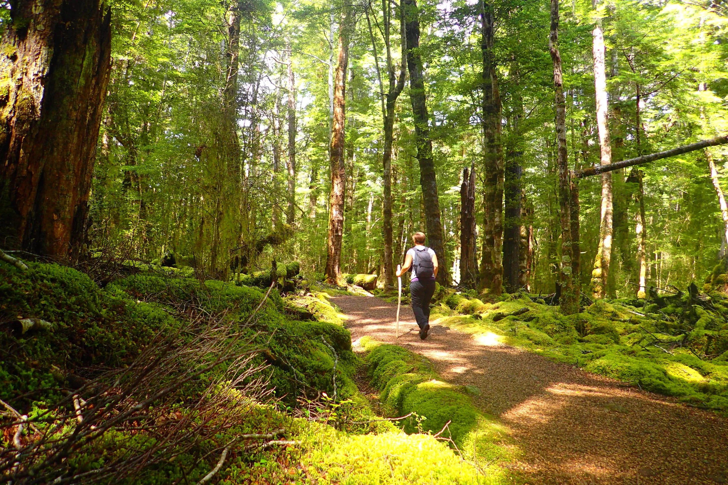 Seventh month check-in: From job-seeking to volunteering in New Zealand