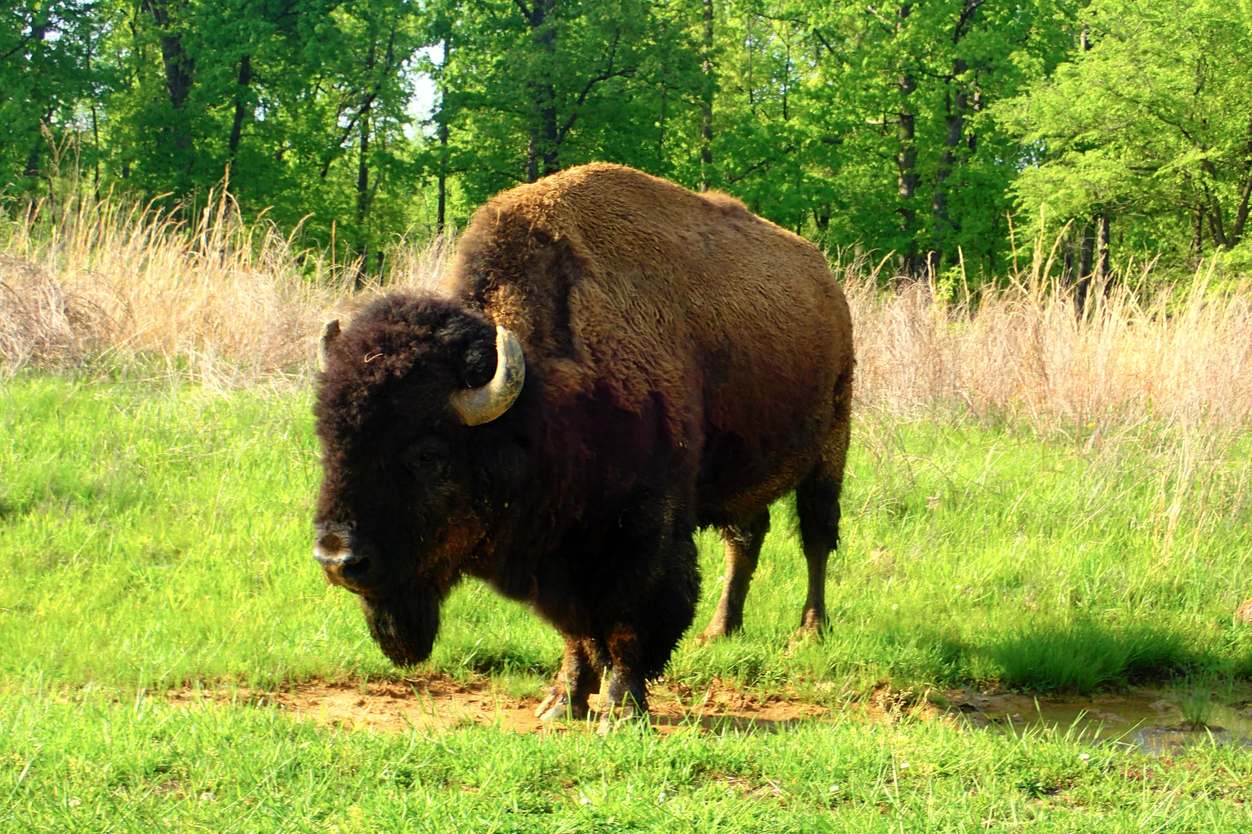 I saw Bison, America's First National Mammal, in Kentucky