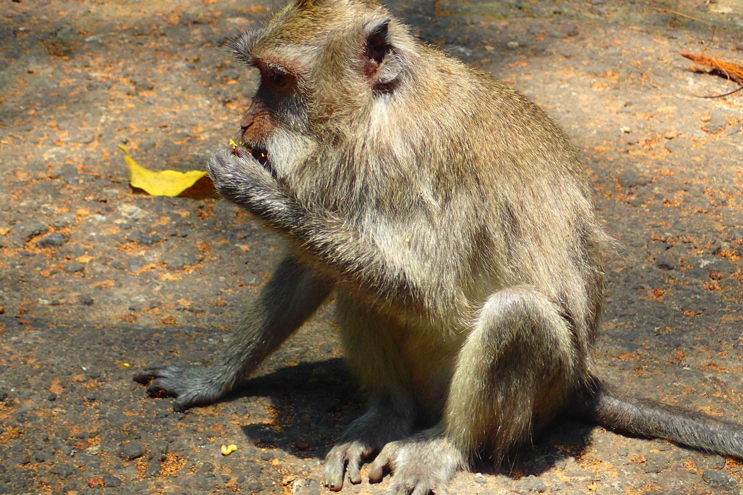 My old co-worker recommended places for me to visit in Ubud, including the Monkey Forest !
