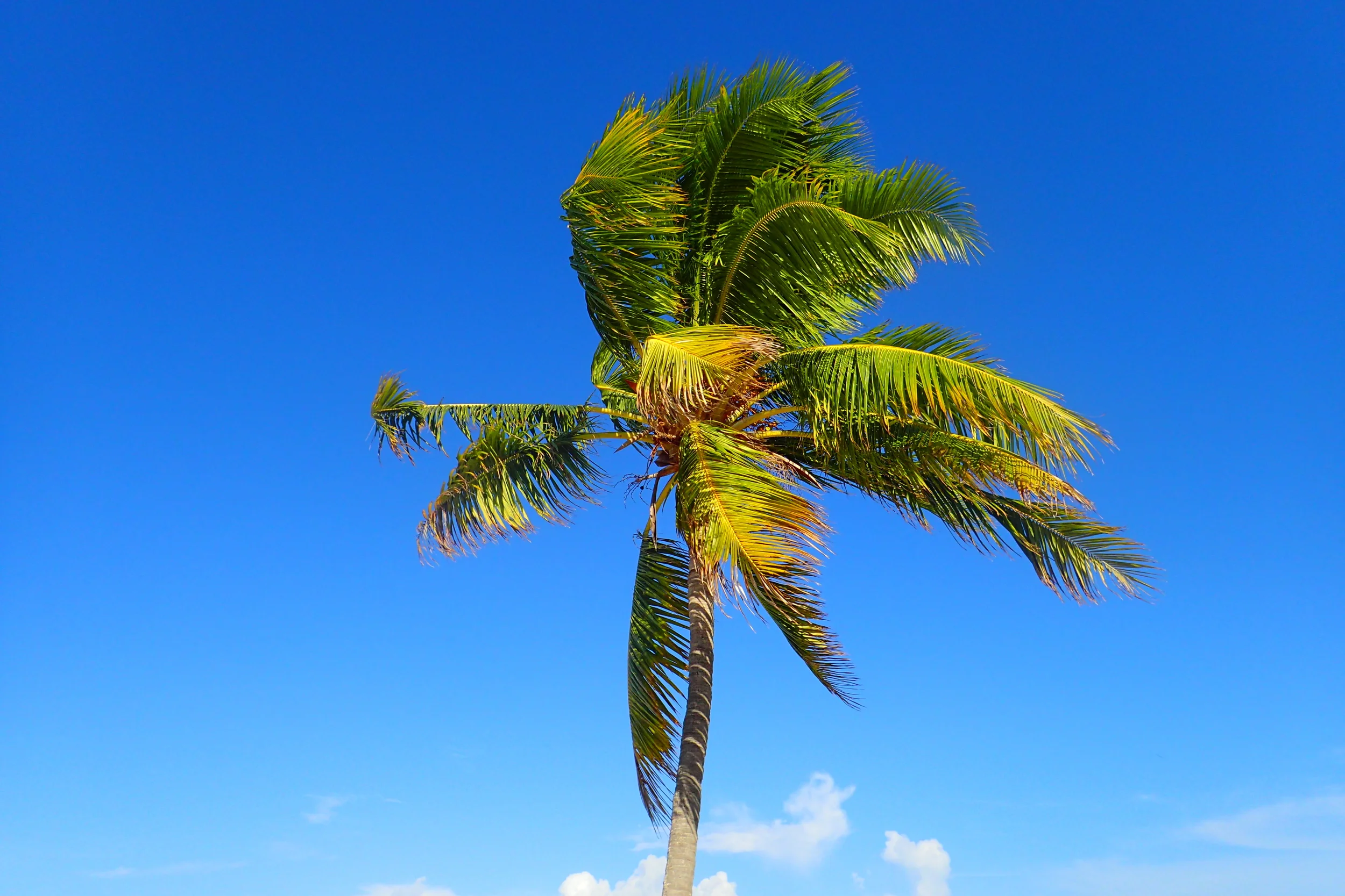 Snapshots From My Trip to New Orleans and the Florida Keys