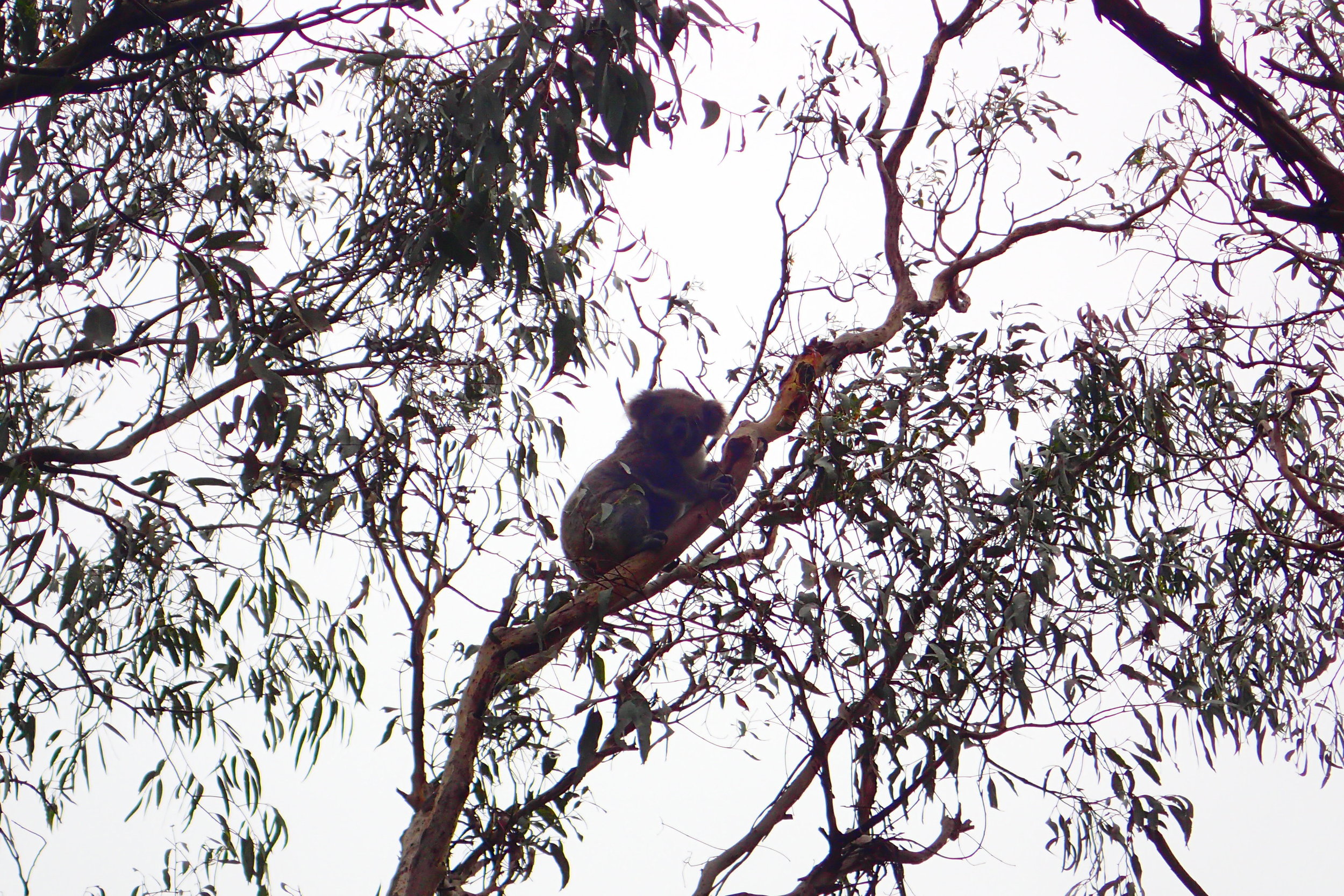 A koala spotted high above in the tree tops at a sanctuary in Australia