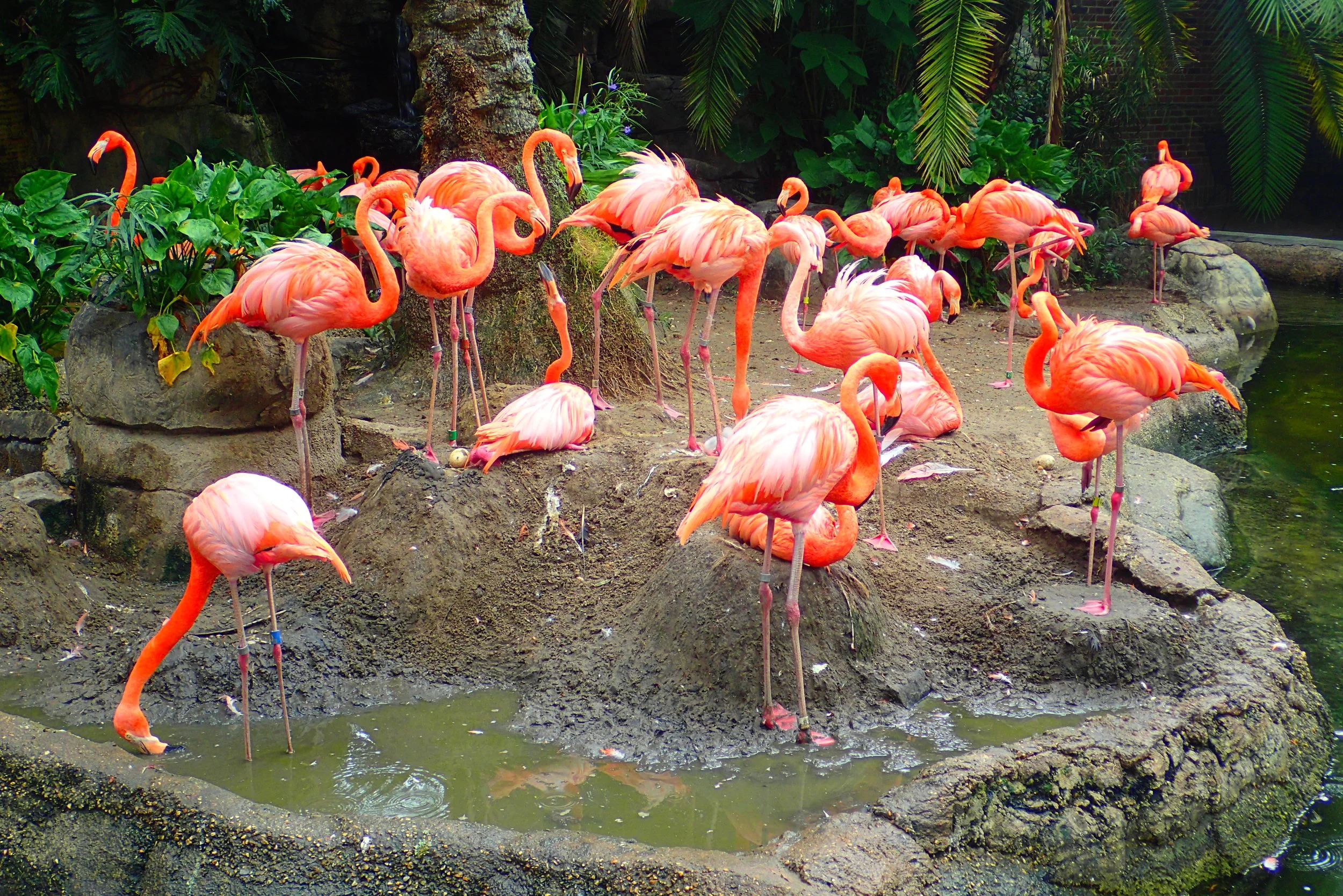 I Broke Into the Audubon Zoo and Had An Epiphany