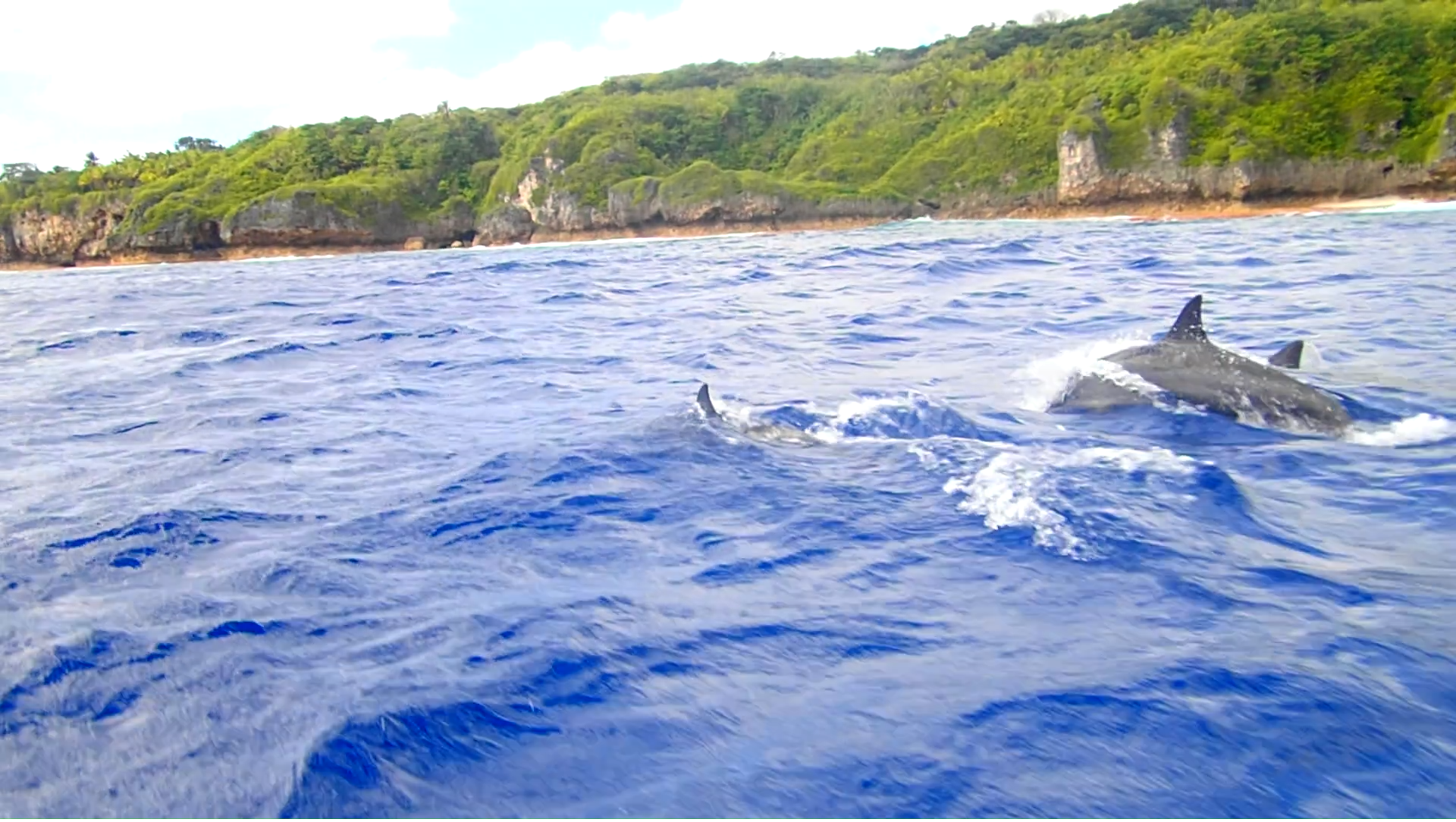 Attempting to swim with whales and dolphins in Niue [Video]