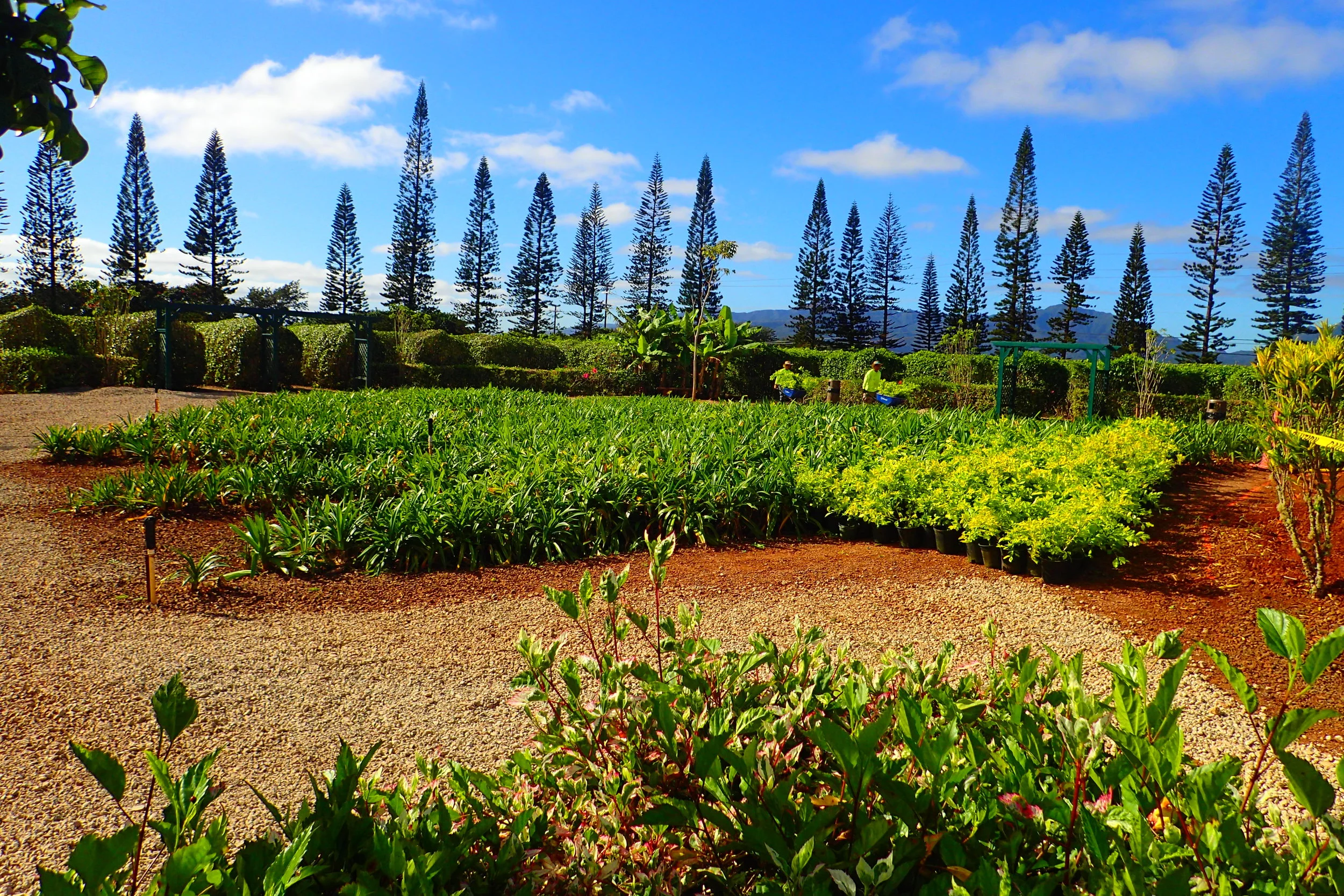 The World's Largest (Pineapple) Maze at Hawaii's Dole Plantation — Deviating the Norm