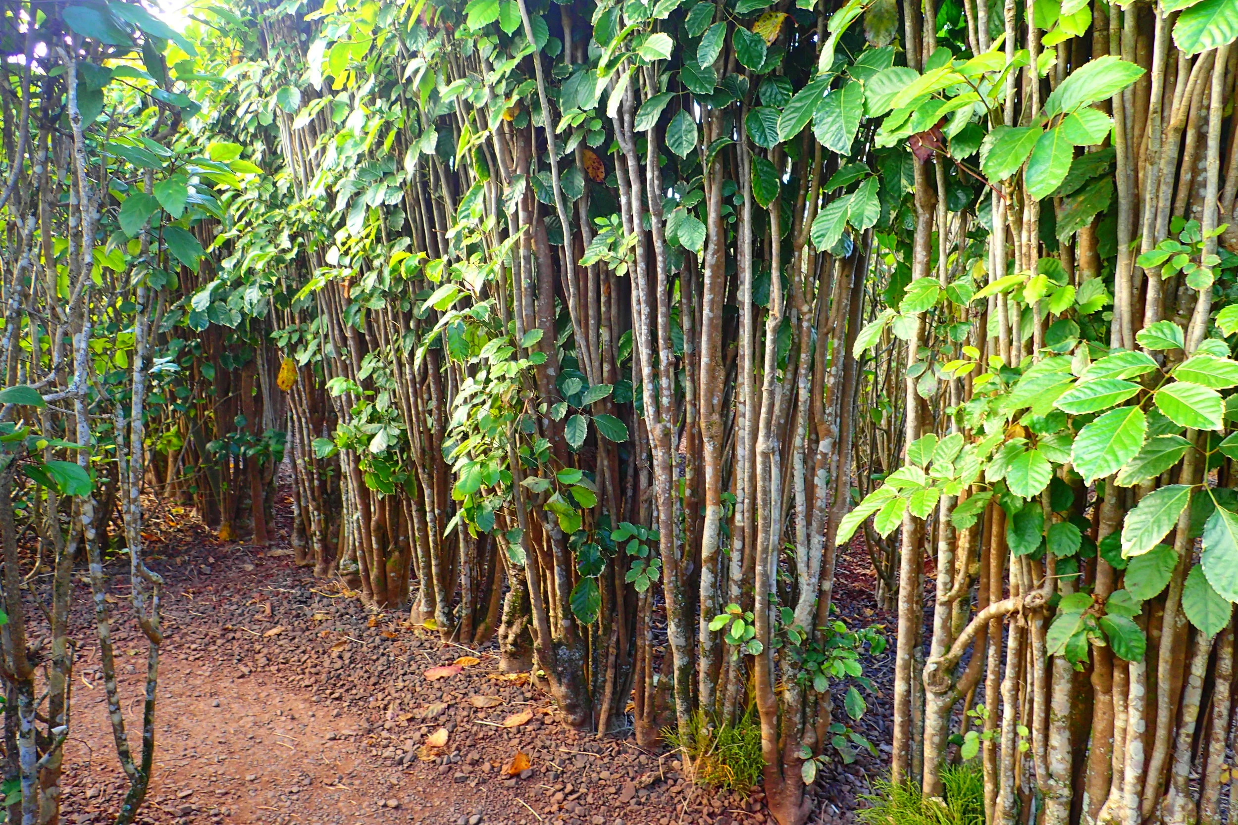 The World's Largest (Pineapple) Maze at Hawaii's Dole Plantation