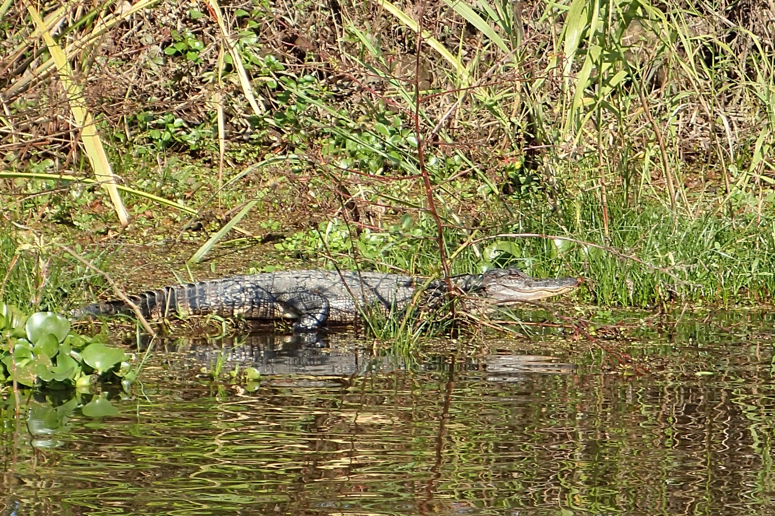 I'll Never Do It Again: Bayou Tour In Louisiana