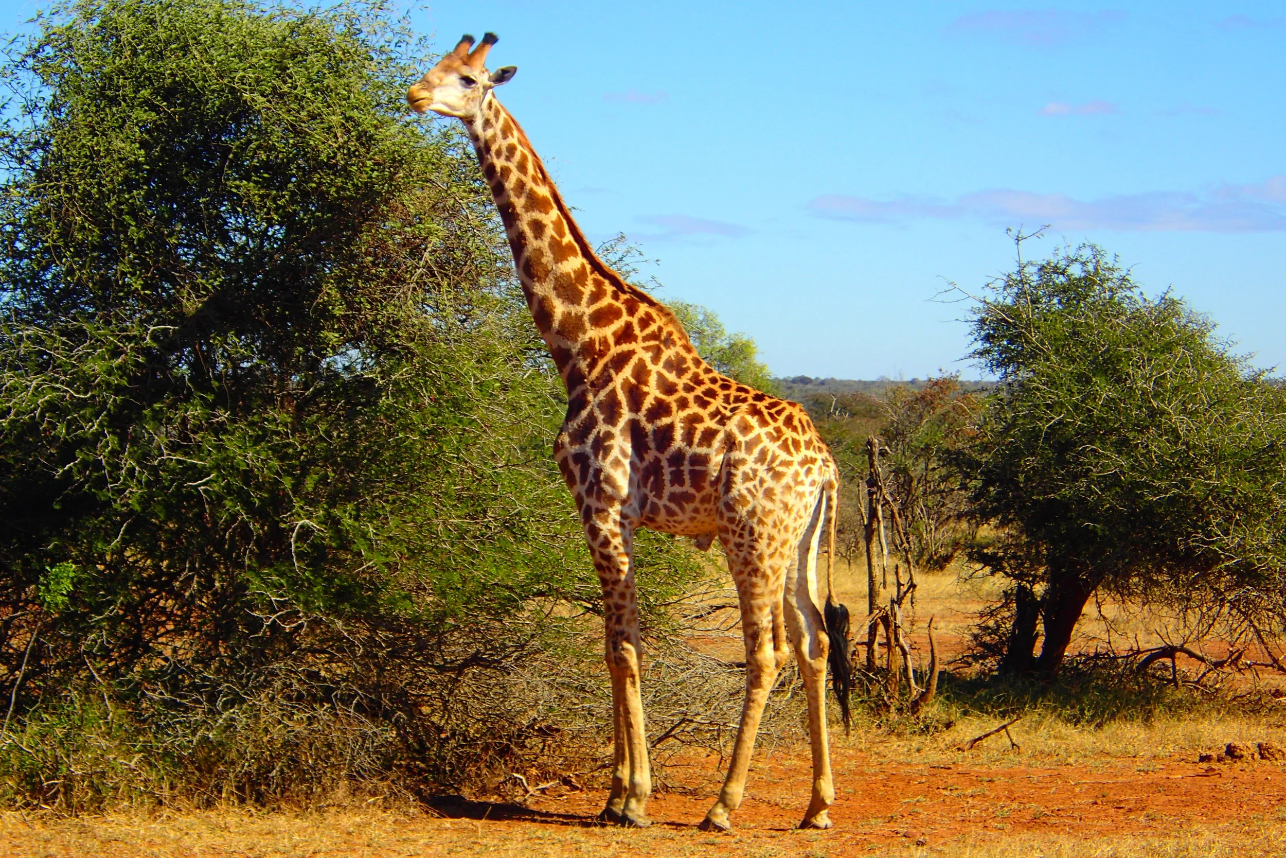How I Planned A Low-Cost African Safari Tour
