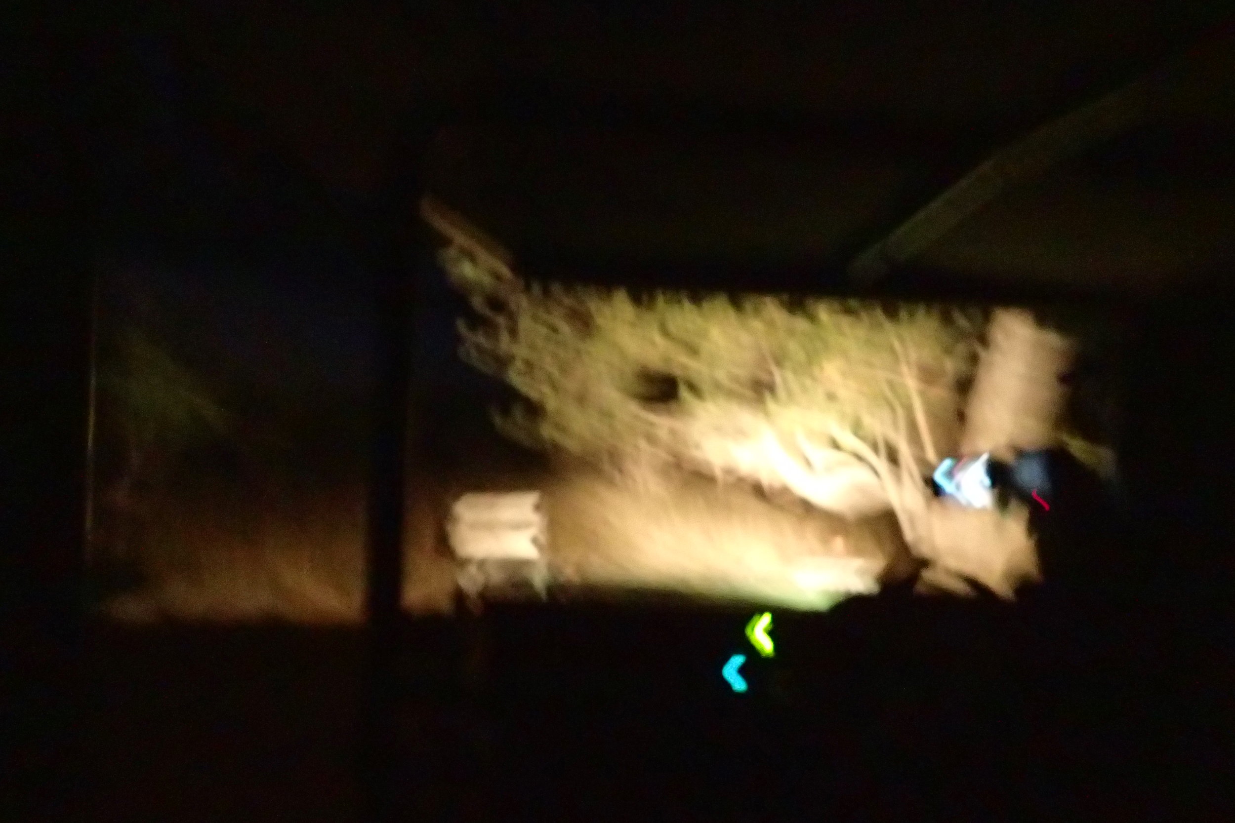 This is all I was able to capture of the aardvark sighting!