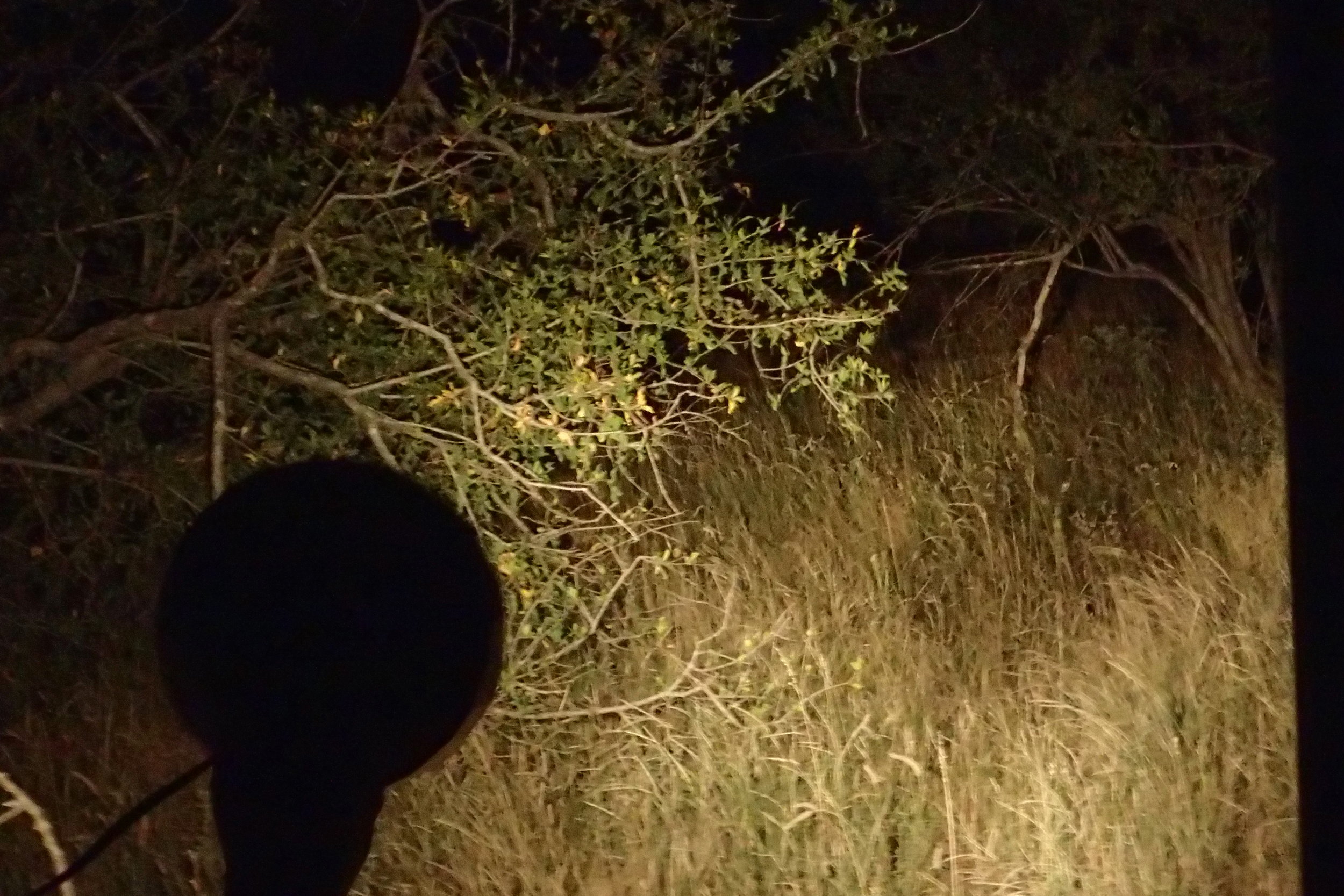 All you can see for most of the night safari drive