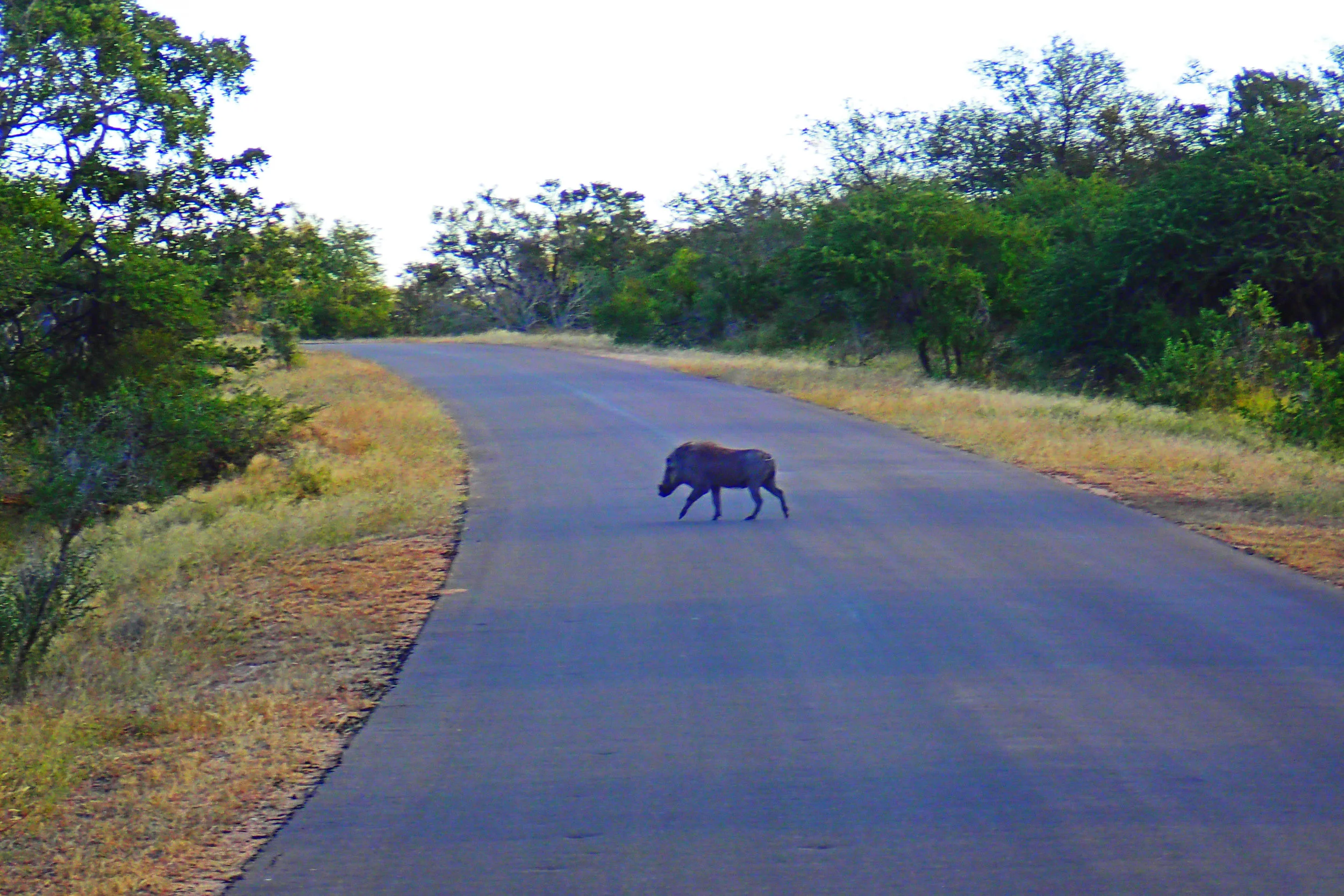 Pumbaa