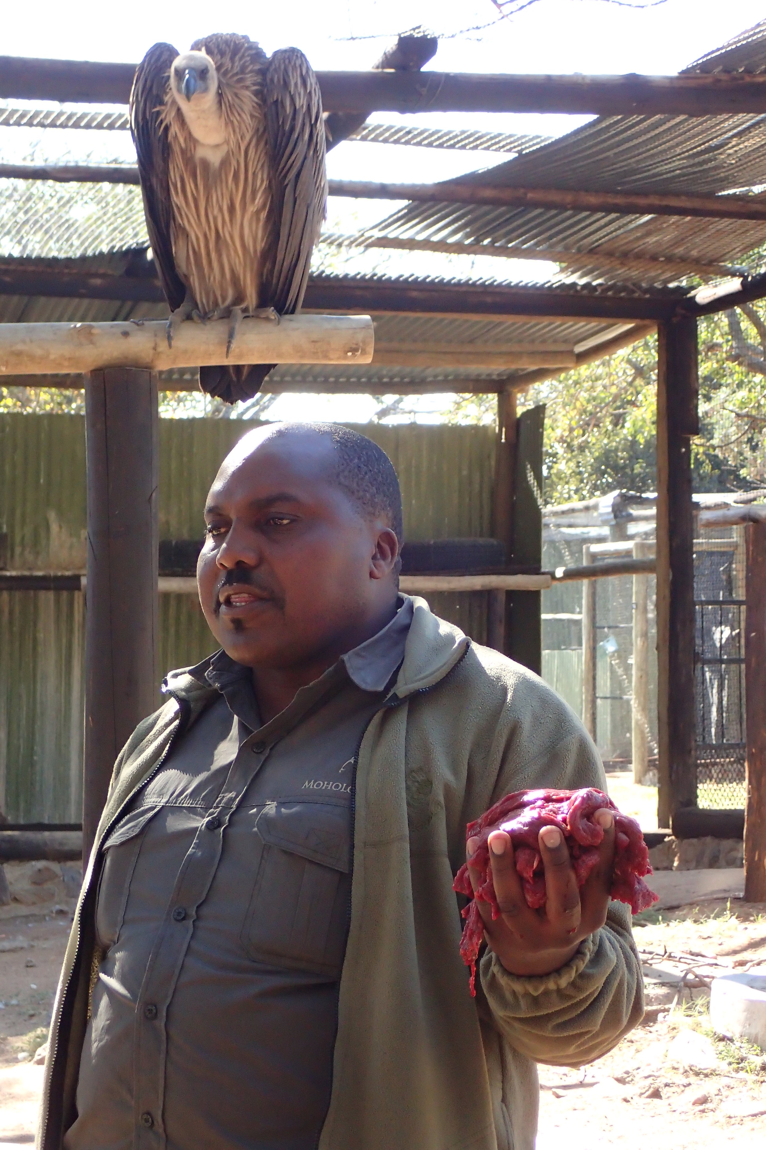 Decide for yourself if you think it’s ethical for a rehabilitation and education centre to purchase elephant meat to feed to its vultures. I just know I wanted no part of it without the full story on where the meat was from and why.*