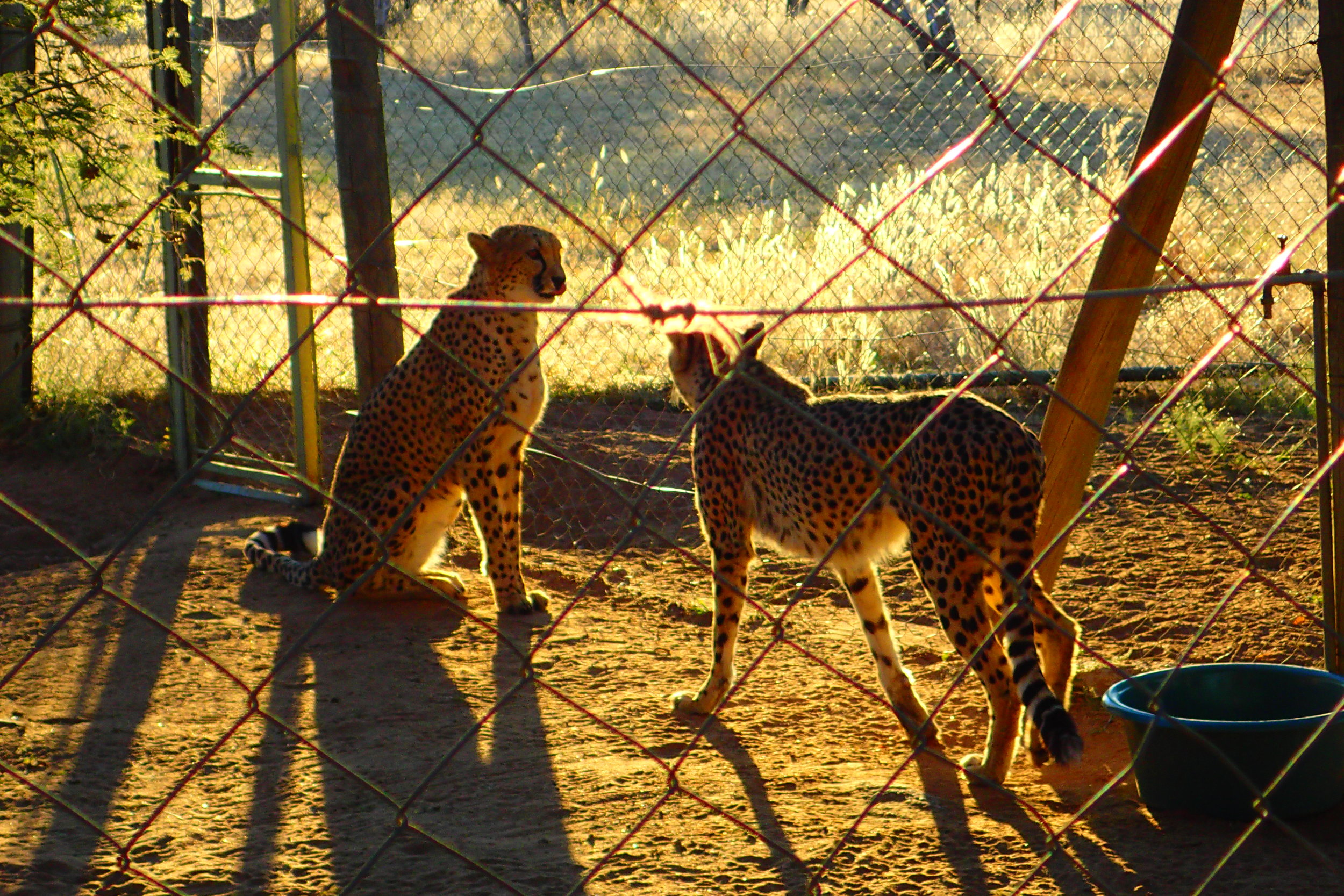This is a photo I took of wild cheetahs that were rehabilitated but are unable to be released at the Cheetah Conservation Fund in Nambia. They were in this holding pen before being released for exercise into a much larger area.