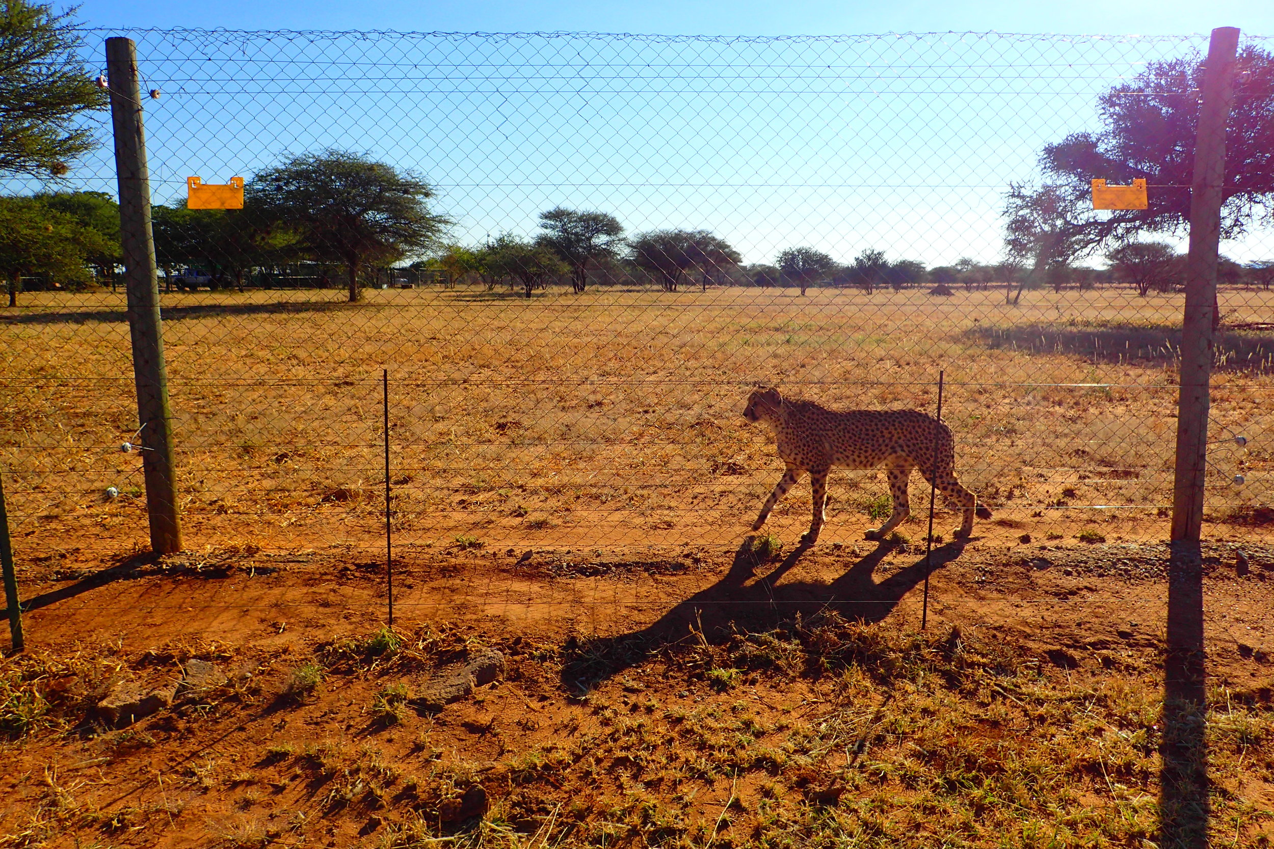 A curious cheetah walking the fence at the Cheetah Conservation Fund in Namibia