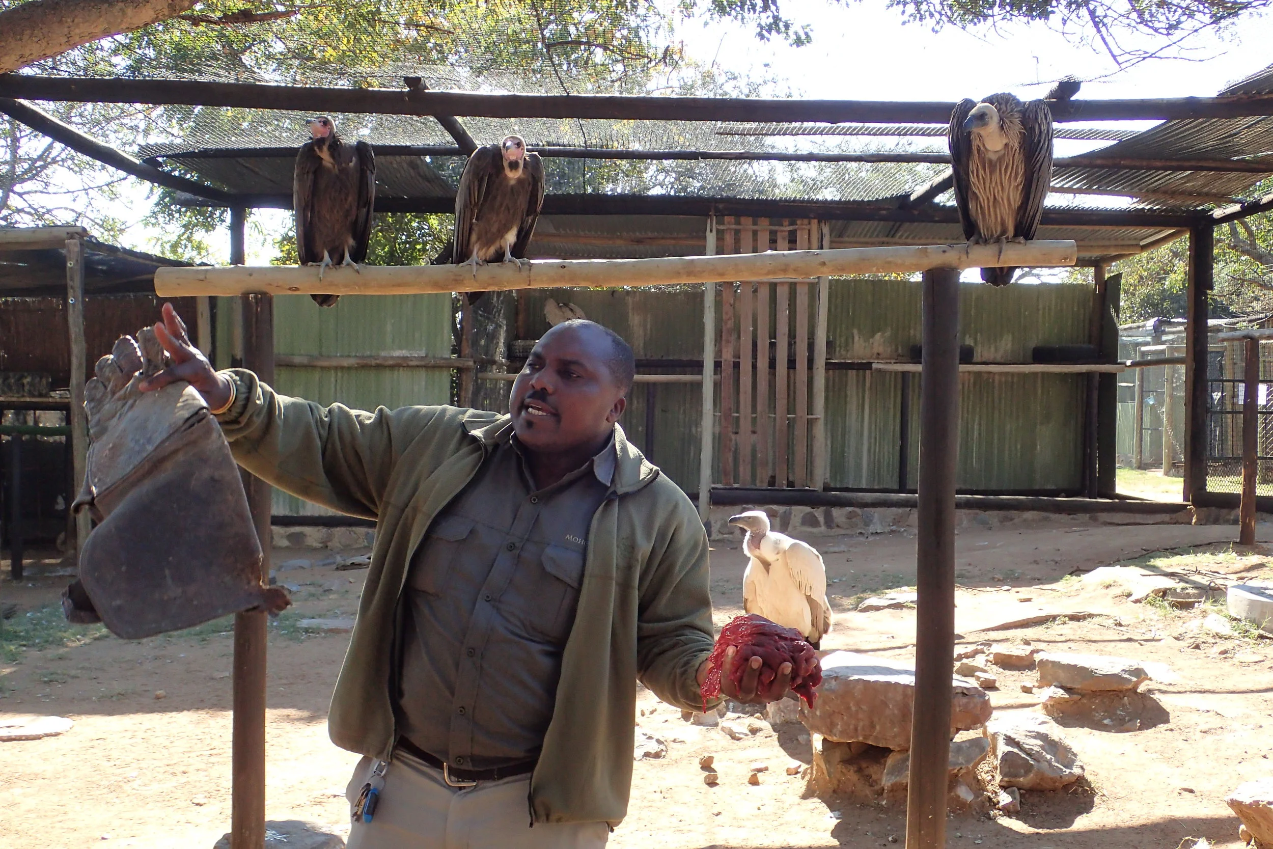 (UPDATED) Unethical Animal Tourism at Moholoholo in South Africa