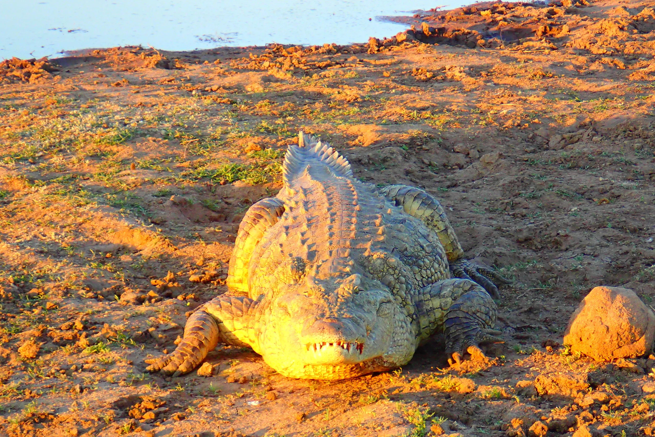 My First African Safari Tour: Days 4-5