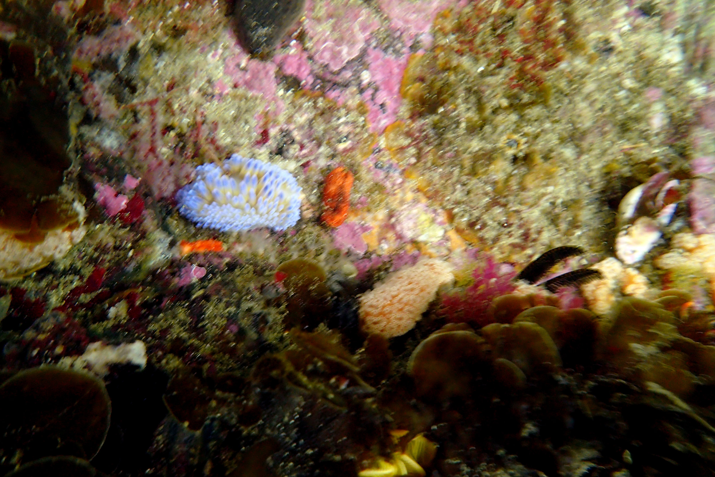 Medallion Silvertip Nudibranch