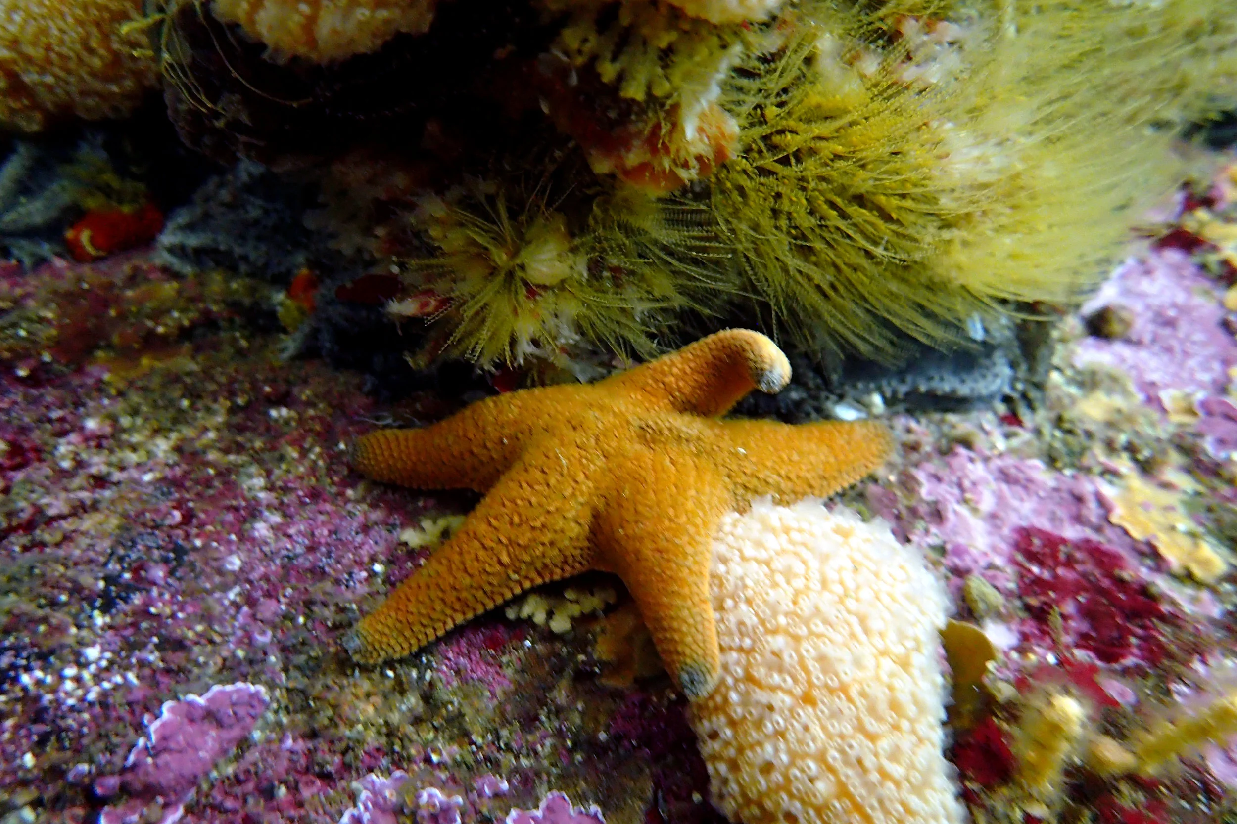 Starfish