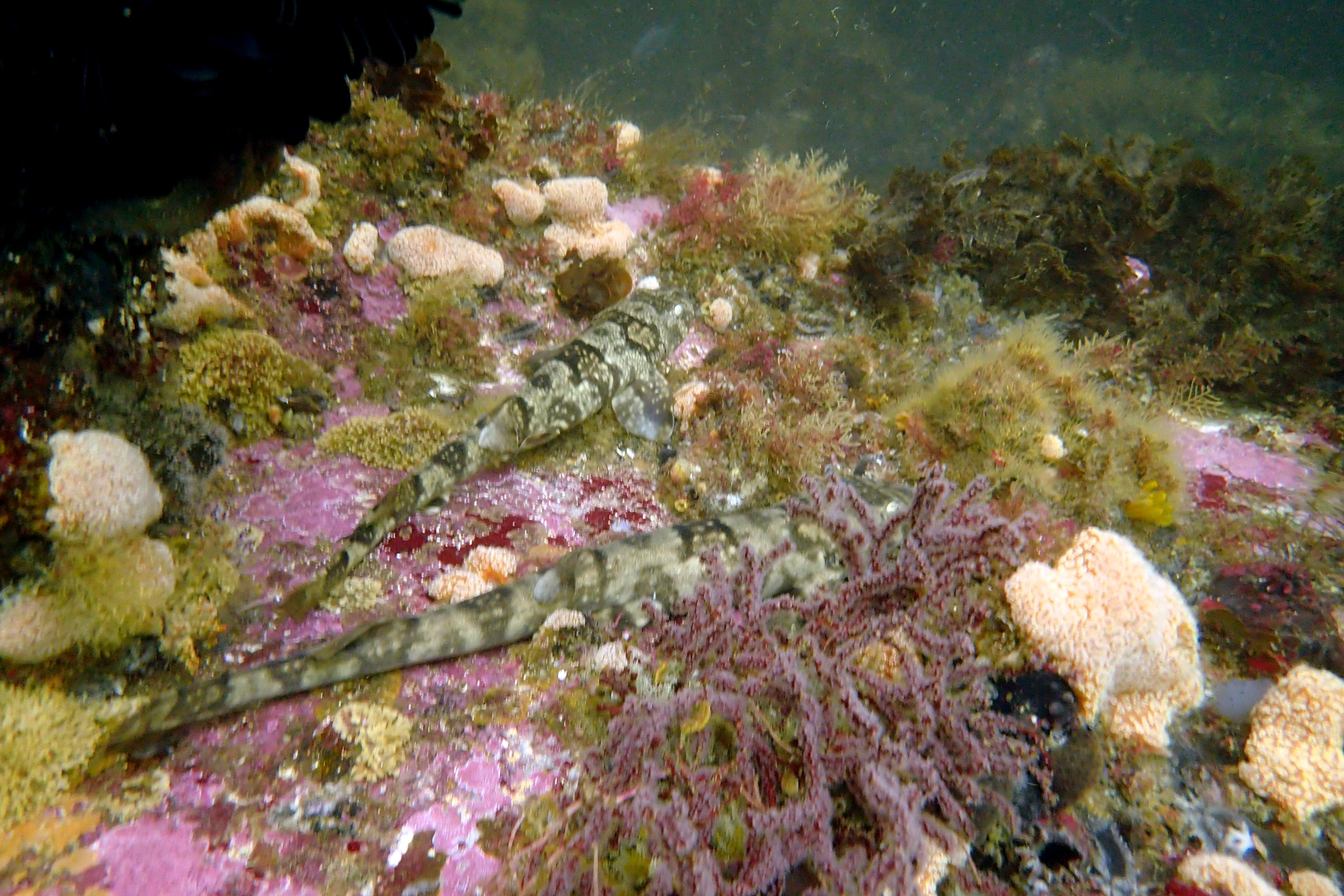 Puffader Shyshark
