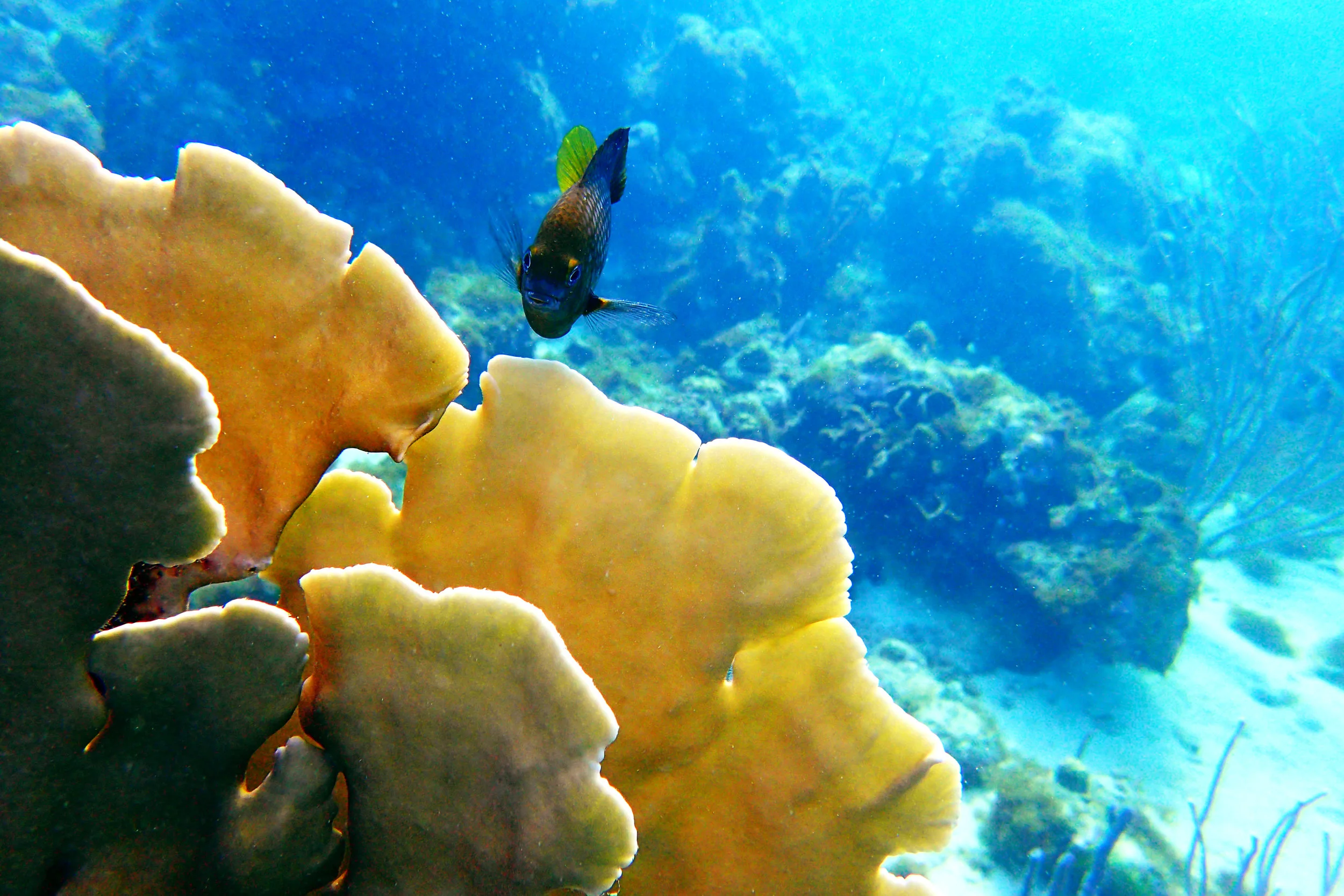 SCUBA Diving Curaçao: Mushroom Forest And More