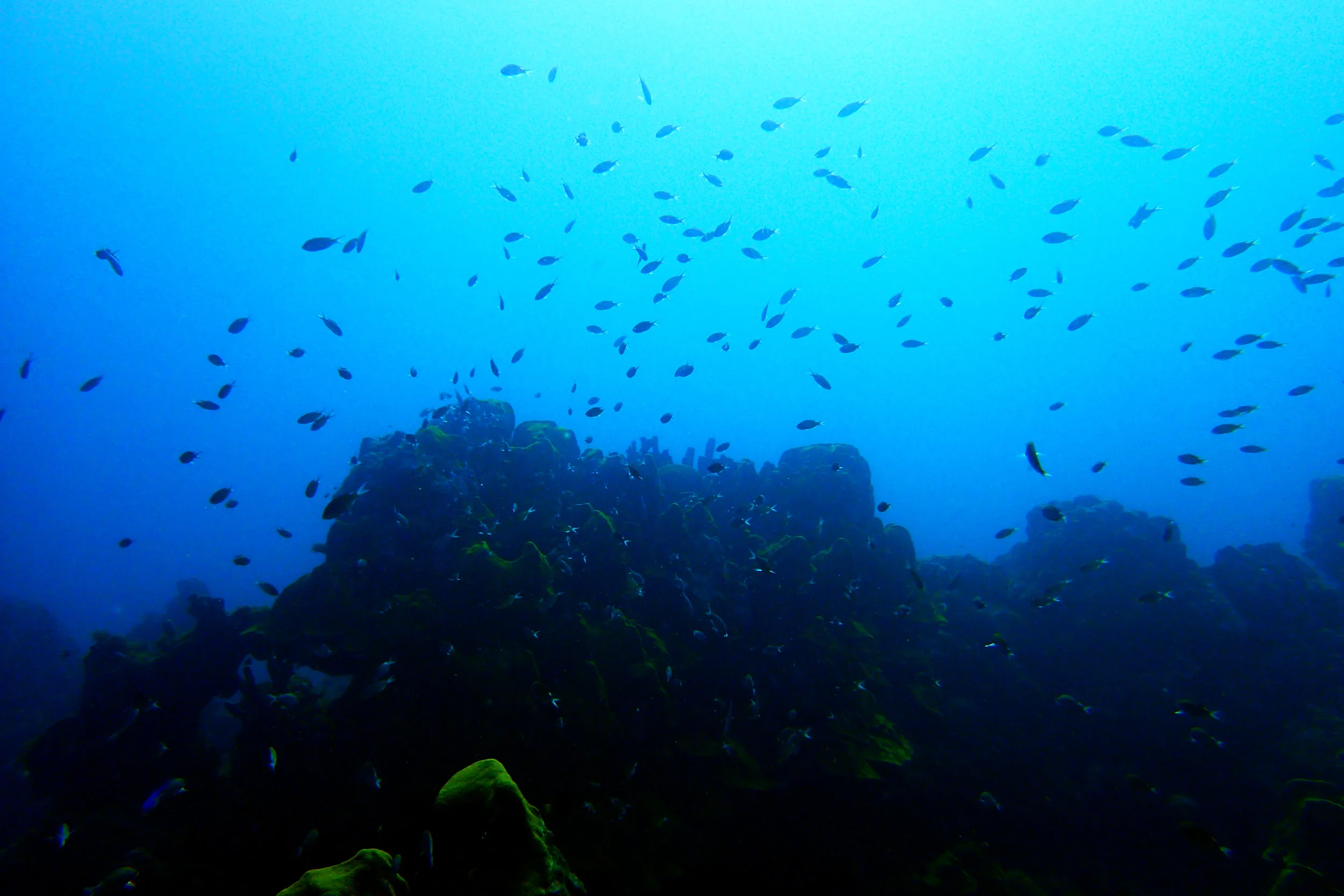 P1165142a.jpg