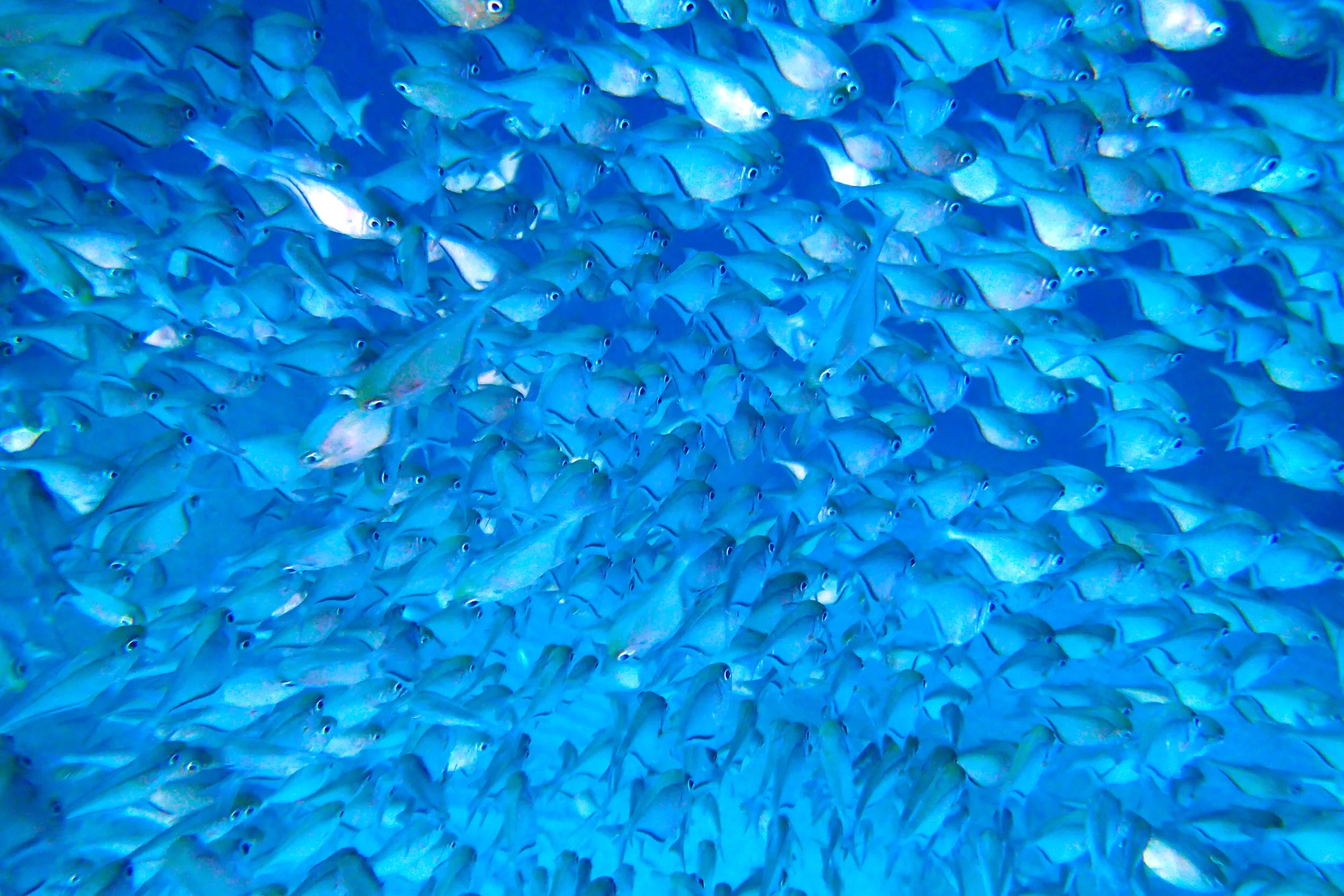 P1175452a.jpg