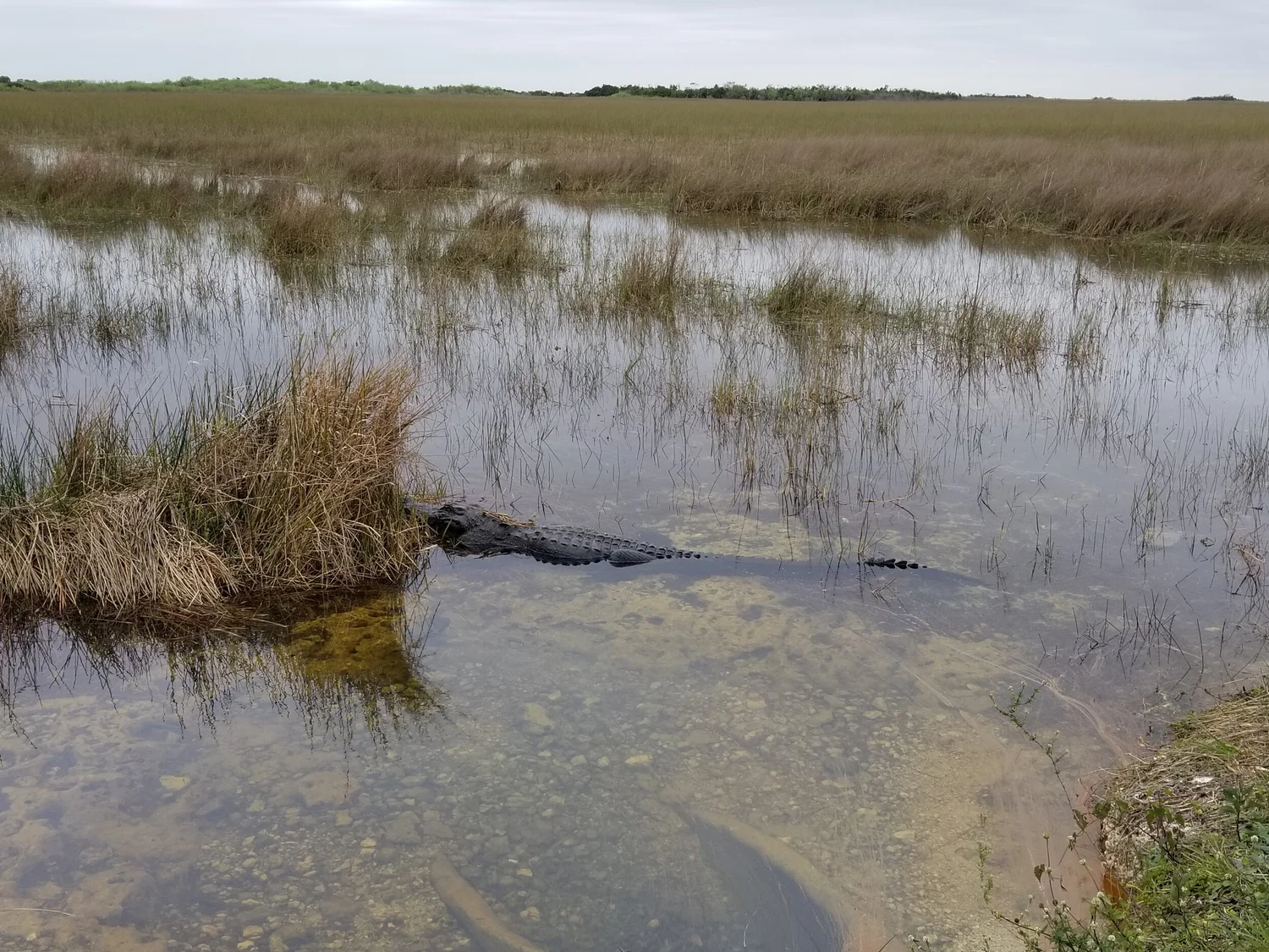 How to See Alligators in the Florida Everglades — Deviating the Norm