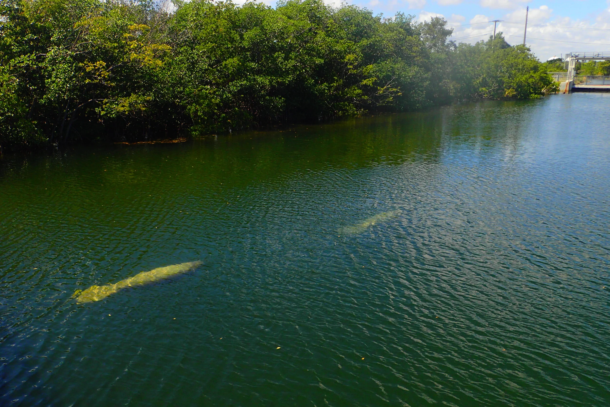 Social Distancing With Manatees at Black Point, Florida