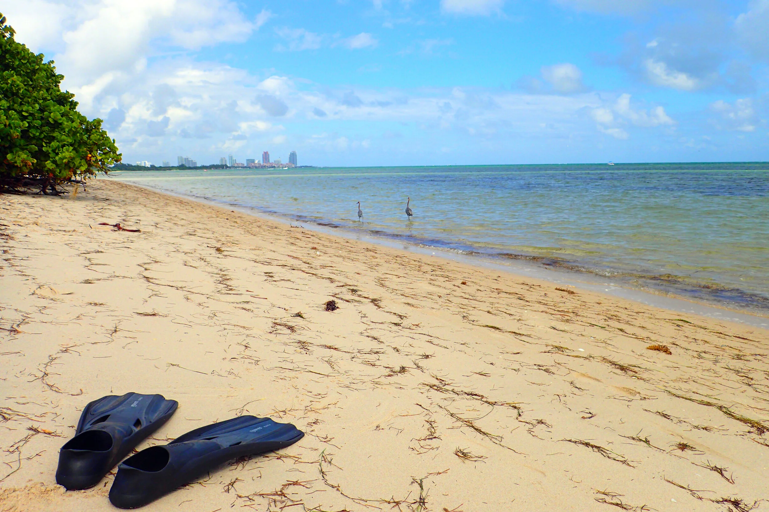 Local Snorkeling A Fossilized Reef in Miami, FL