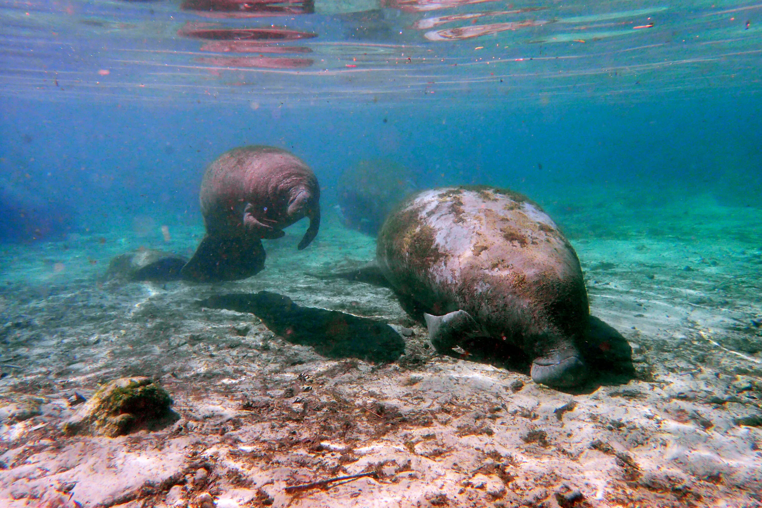 Snorkeling With Crystal River Manatees: Florida's Gulf Coast, Part 4