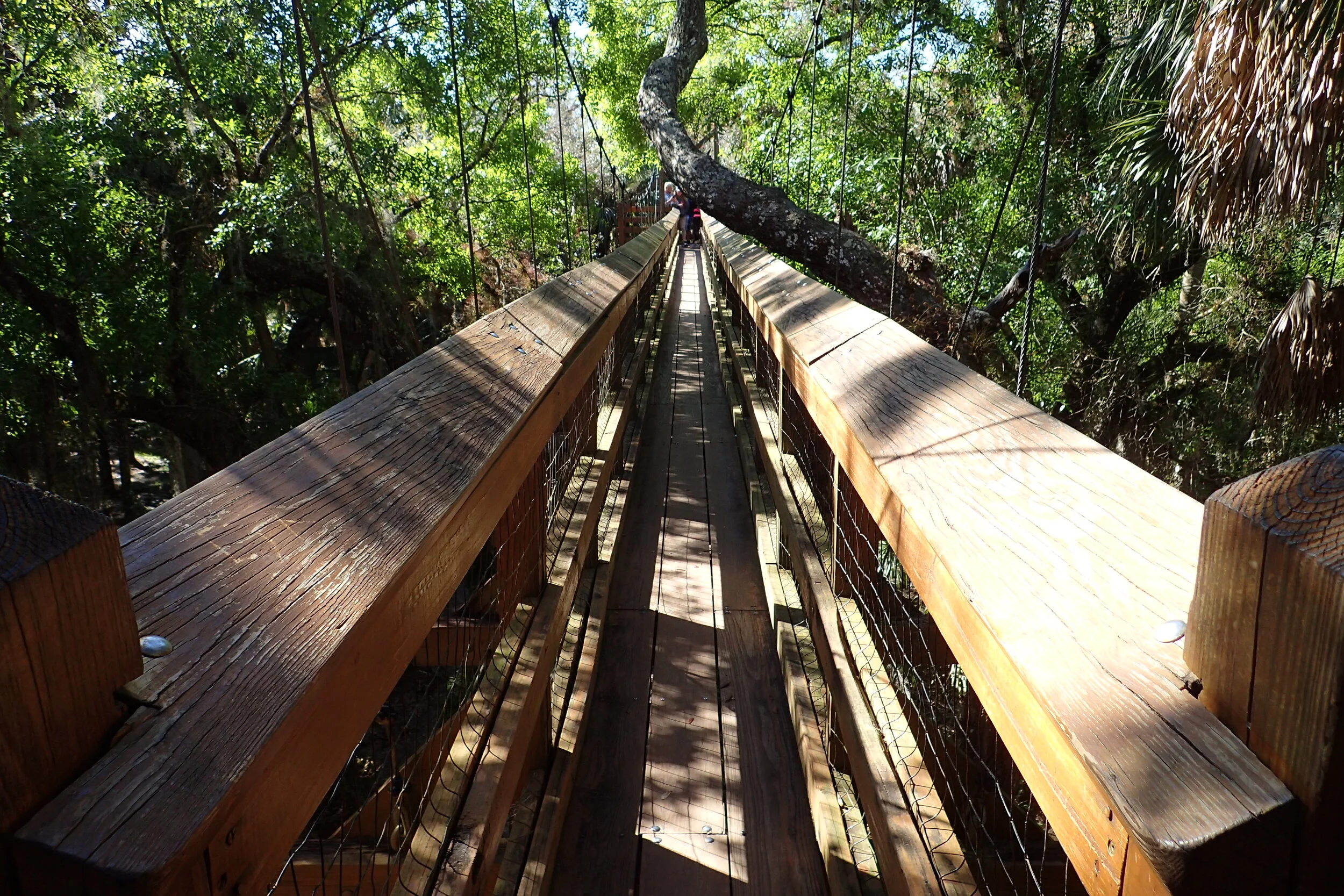 Myakka River Park Canopy Walk: Florida's Gulf Coast, Part 5