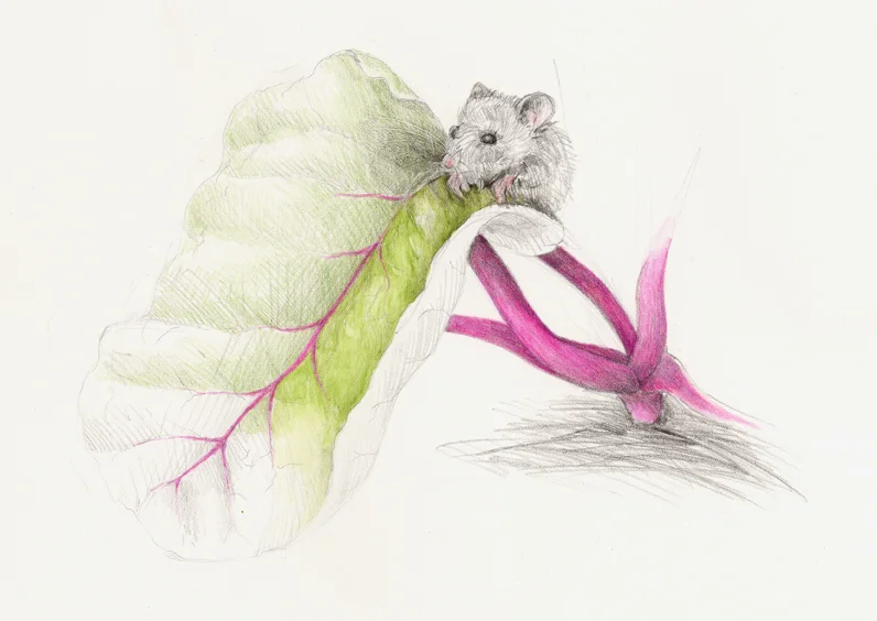 The mouse considers munching on a rainbow swiss chard leaf